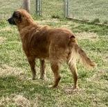 Enlarge Cami, an adopted Shepherd in Glasgow, KY image 2/2