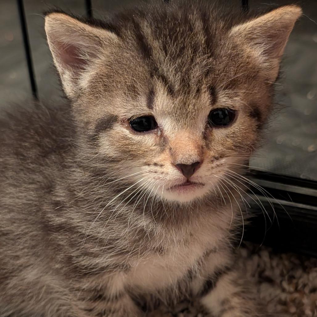 Enlarge Ladybug (BFF043), a Adoptable Domestic Short Hair in Charlotte, NC image 1/2