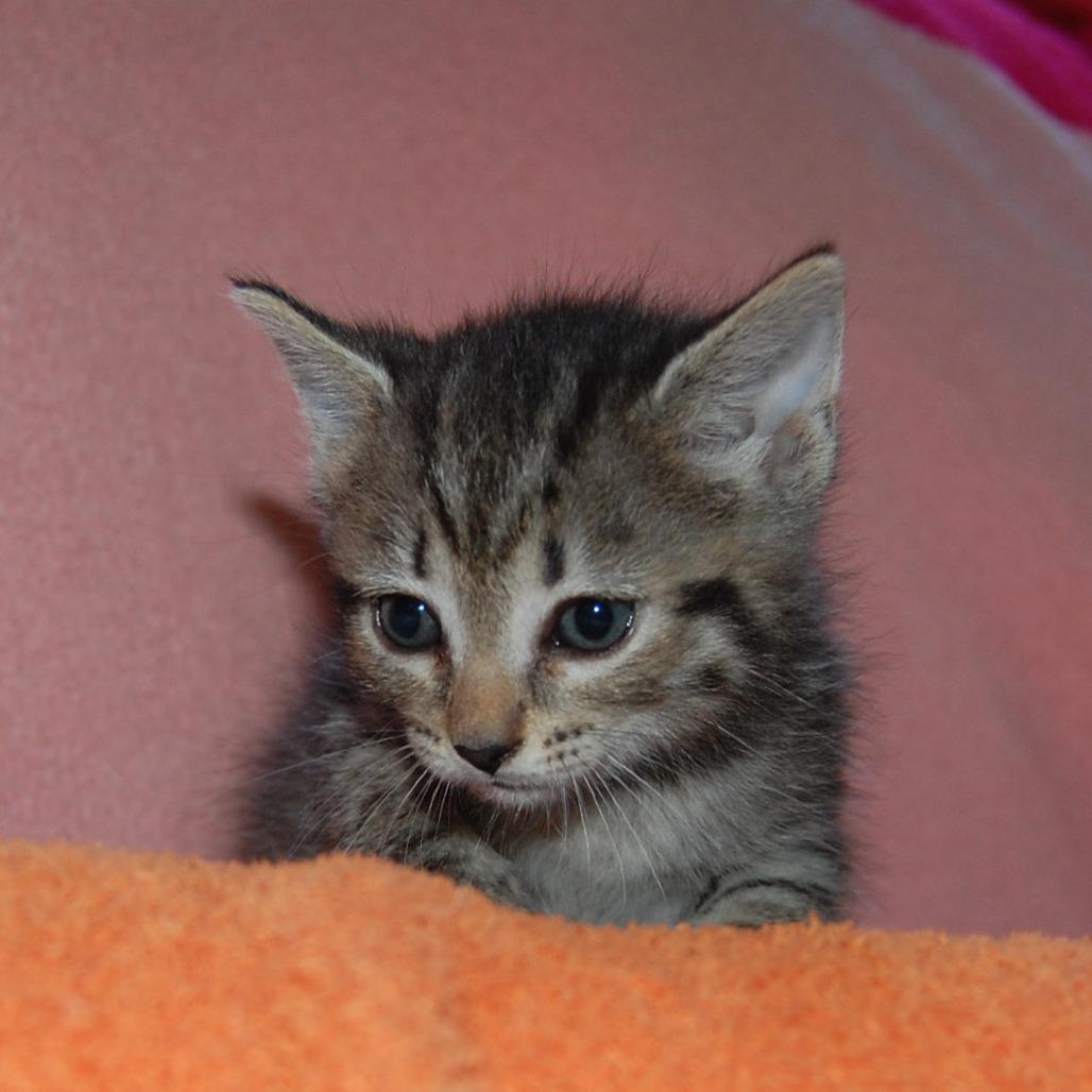 Enlarge Ladybug (BFF043), a Adoptable Domestic Short Hair in Charlotte, NC image 2/2