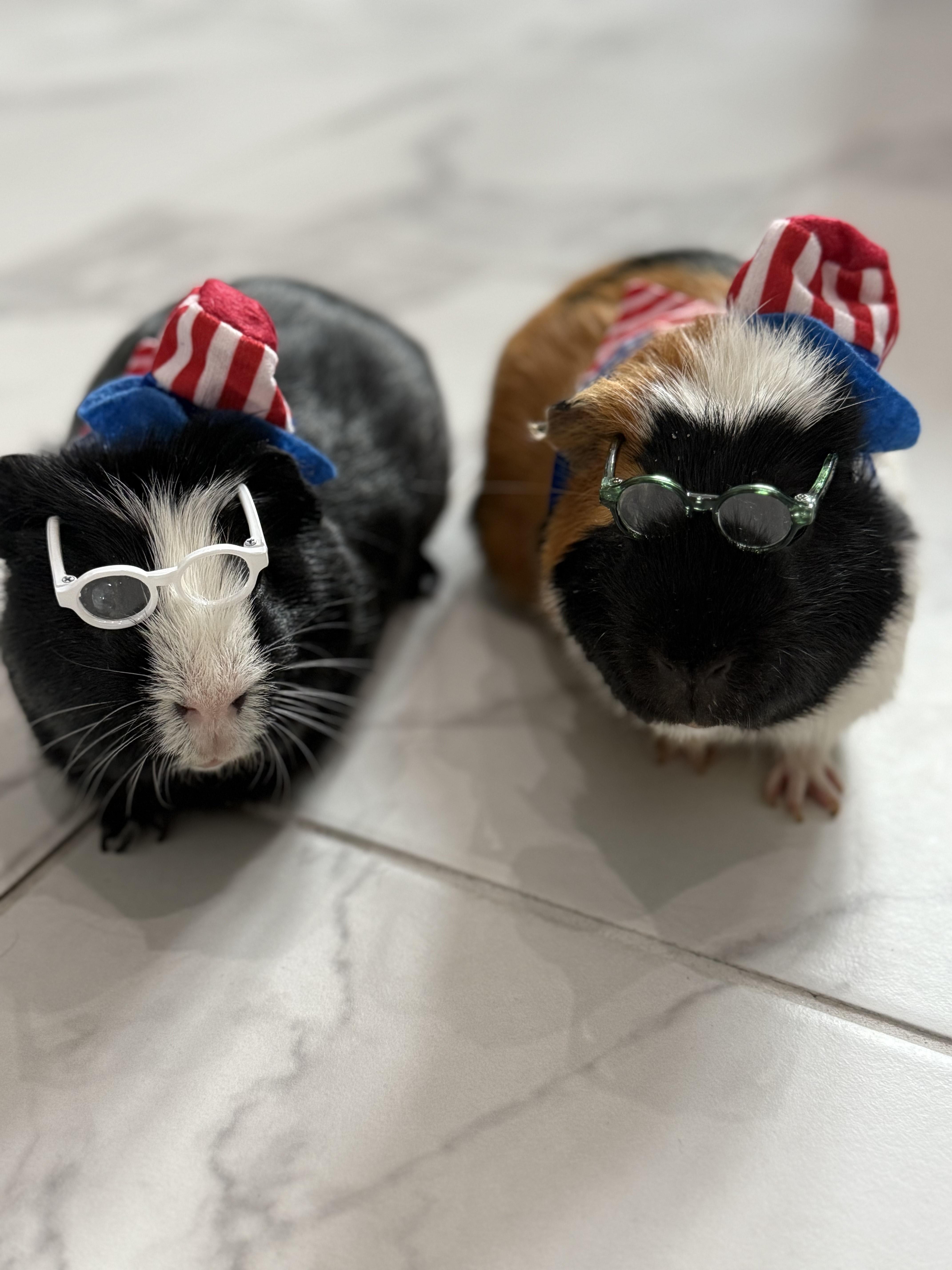 Panda & Peanut photo 3