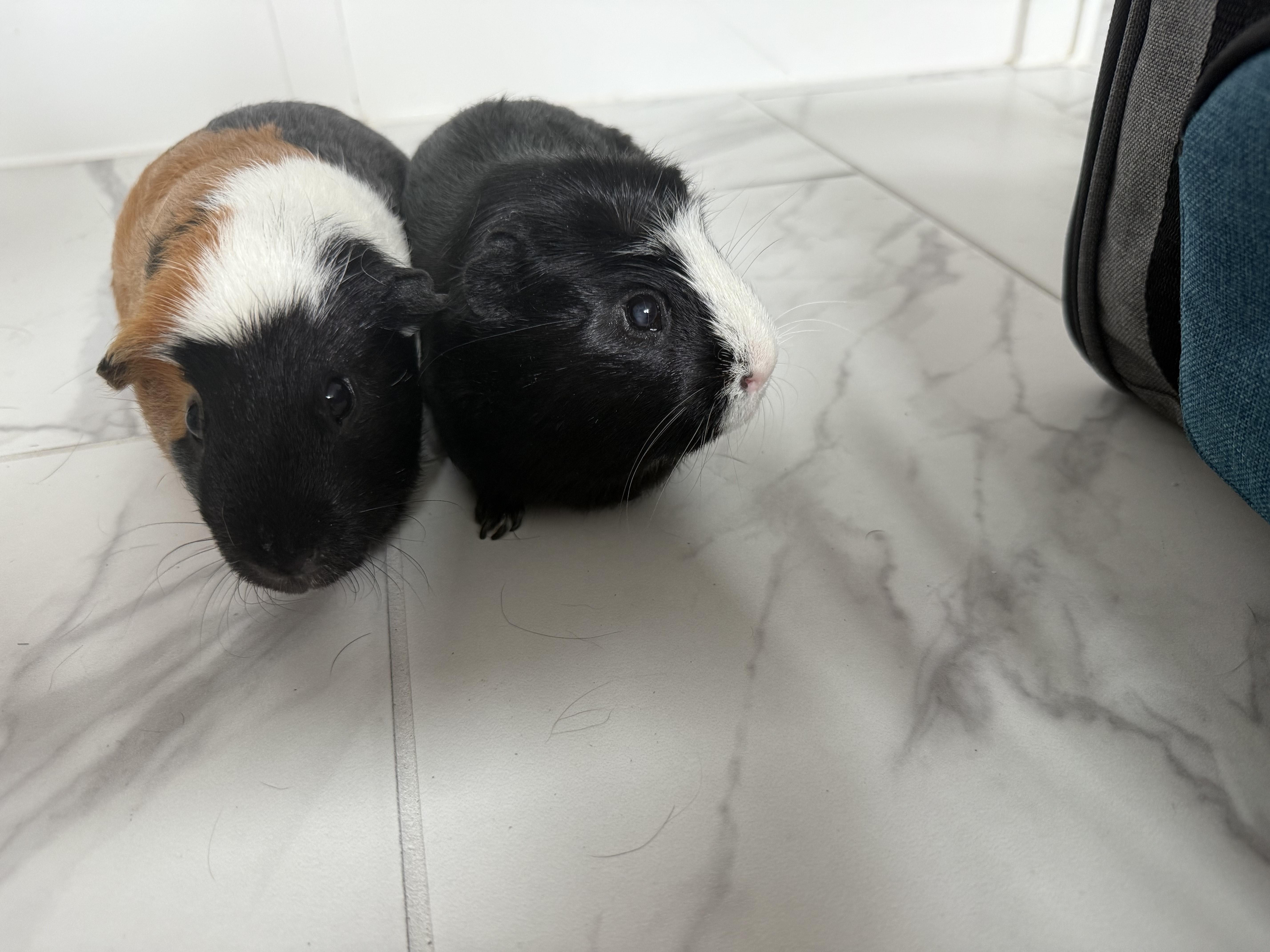 Panda & Peanut photo 4
