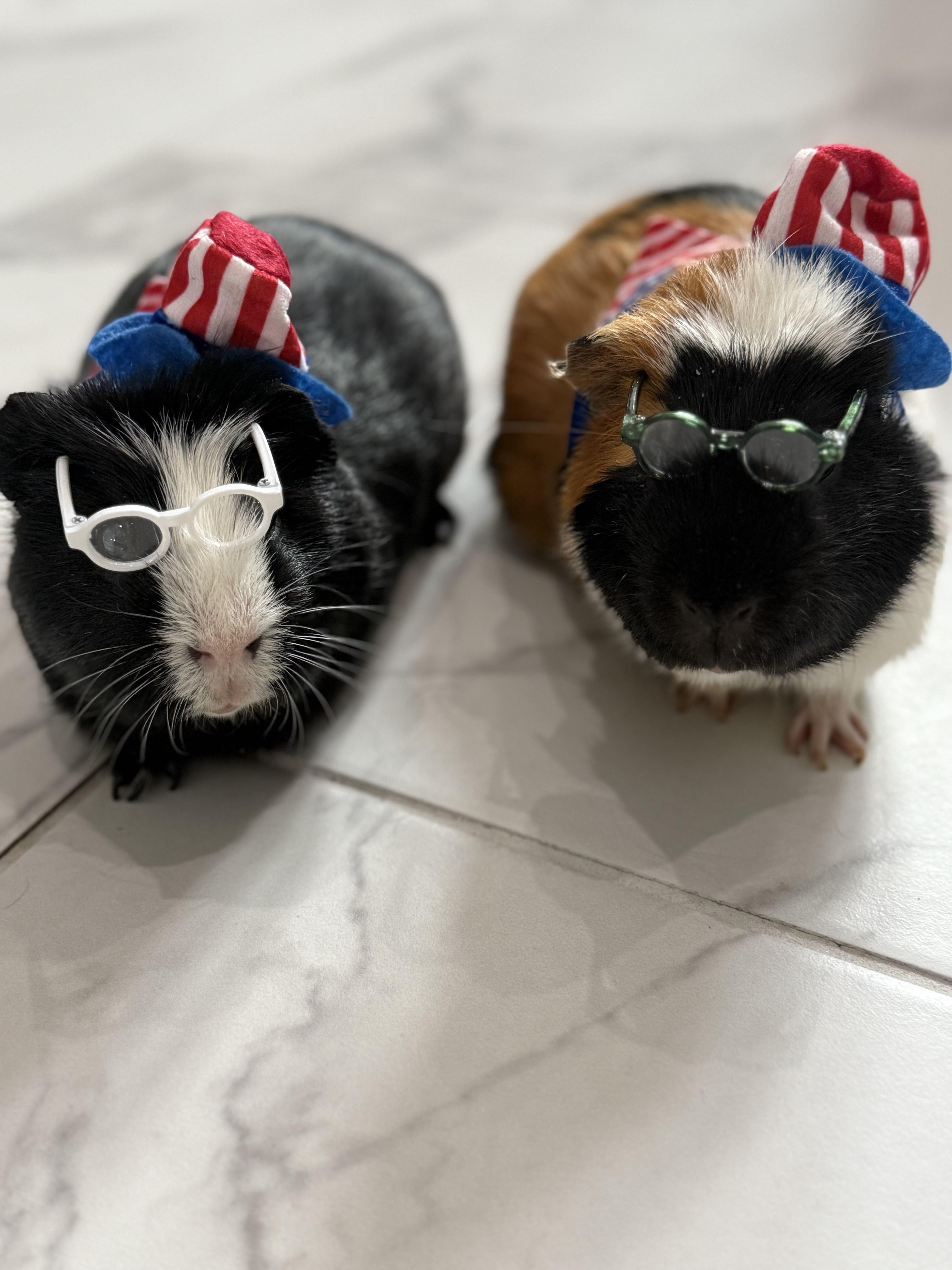 Panda & Peanut, Adult Male unknown
