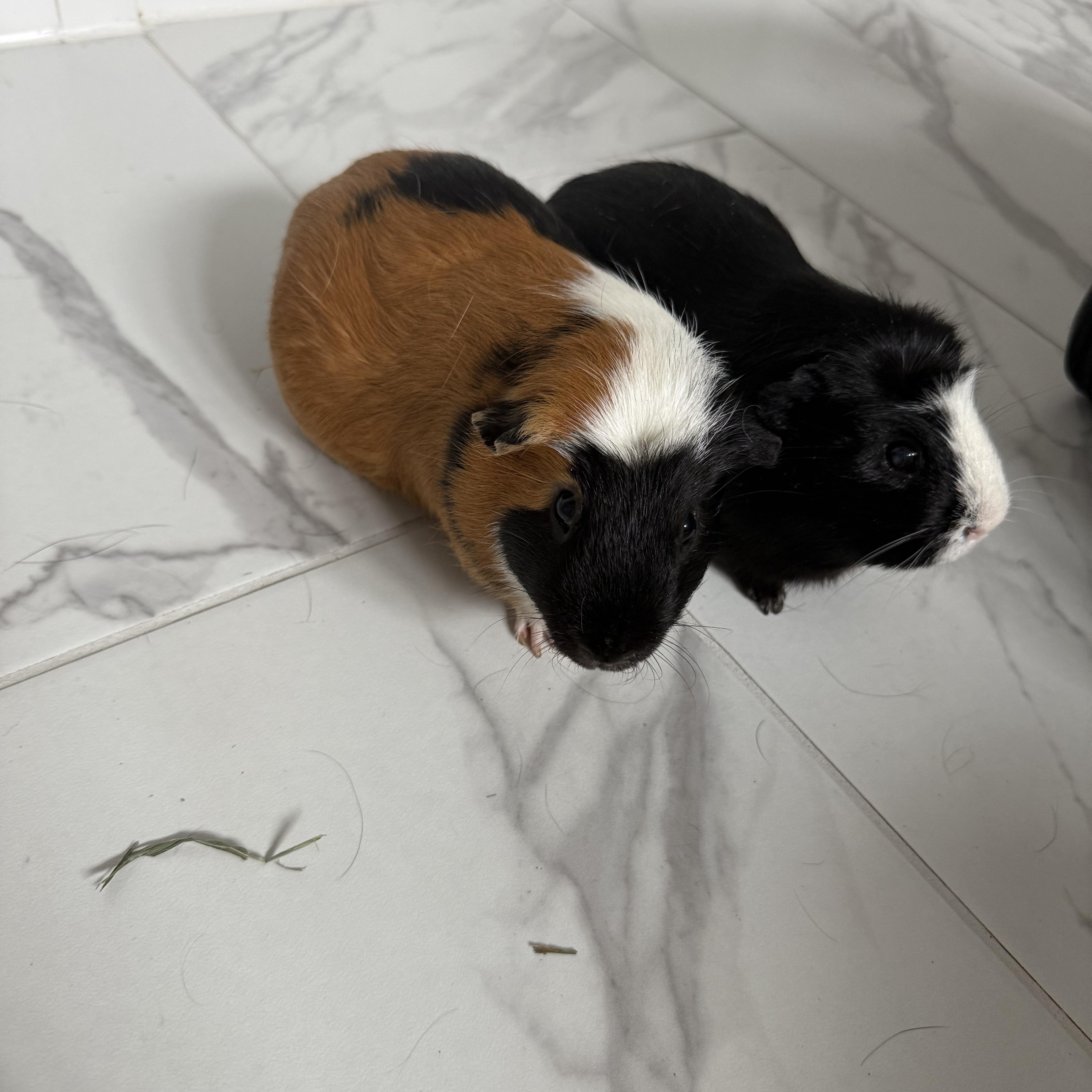 Panda & Peanut photo 5
