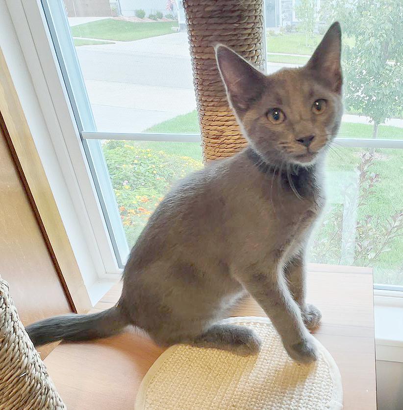 Wyatt (Courtesy Post)
