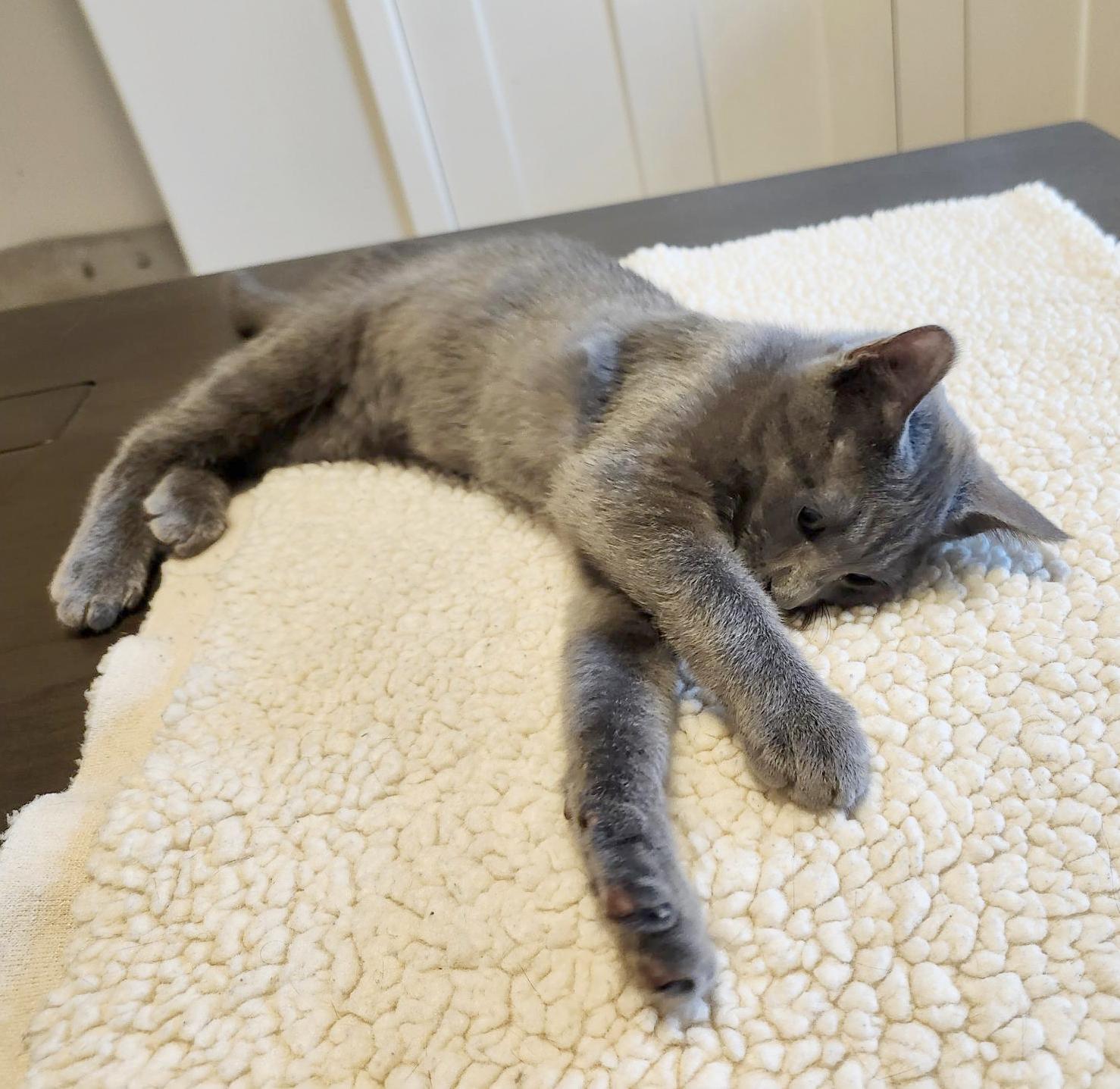 Wyatt (Courtesy Post)