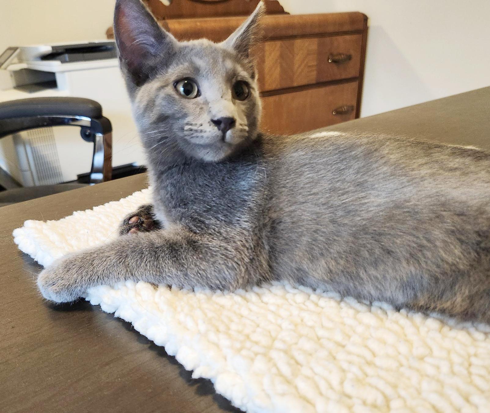 Wyatt (Courtesy Post)