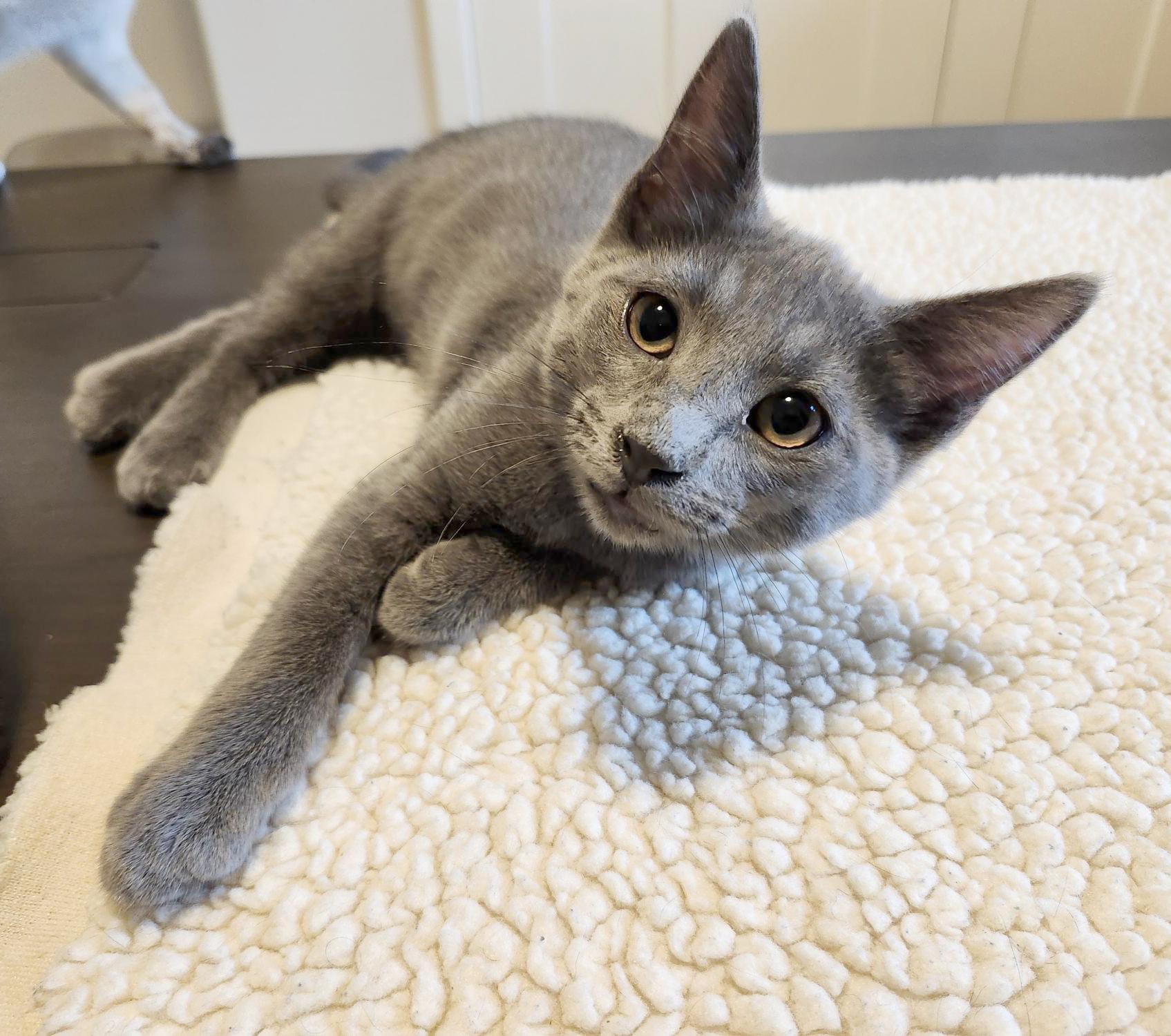 Wyatt (Courtesy Post)