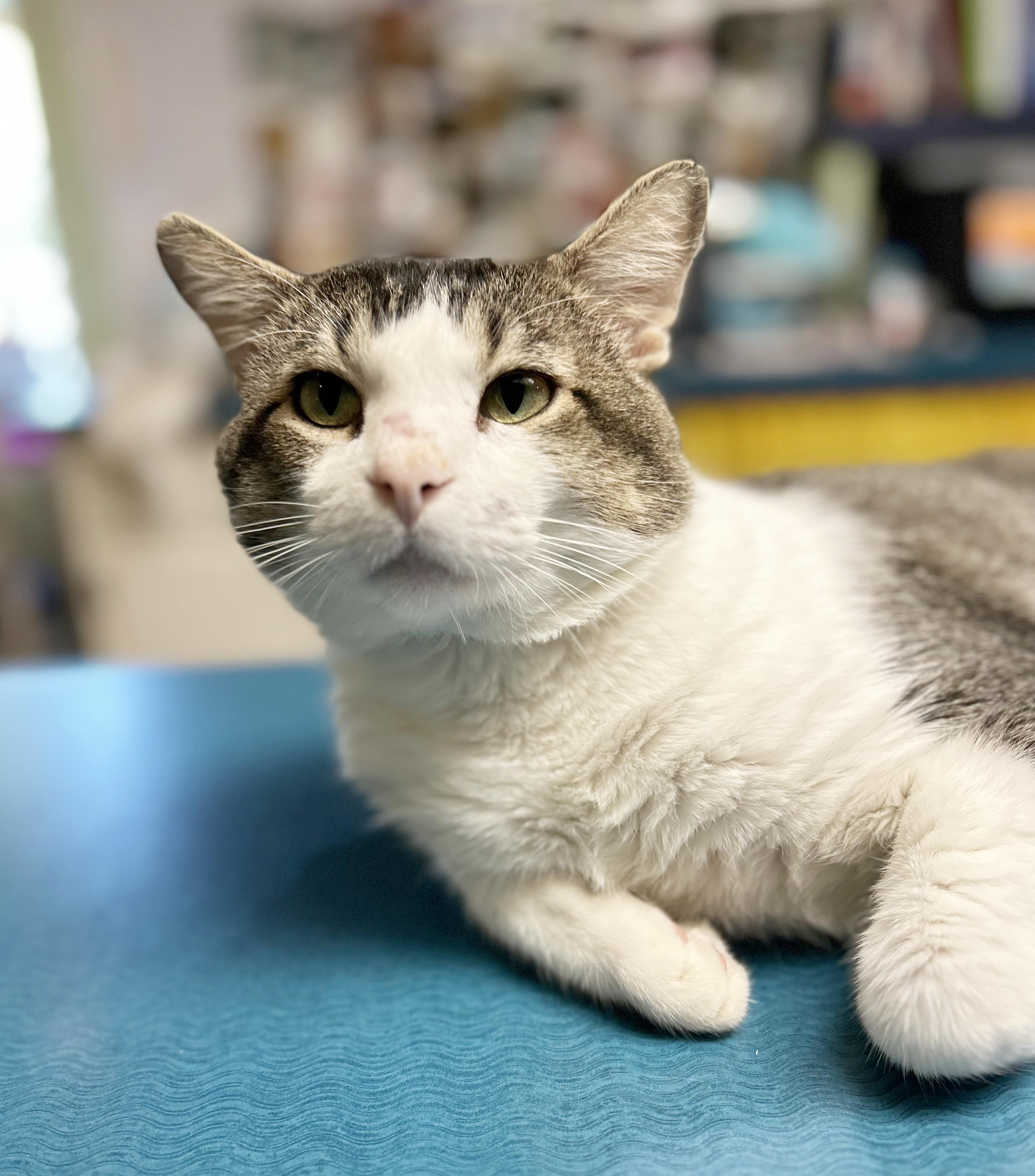 Duke, a Adoptable Tabby in Parkville, MO image 1/6