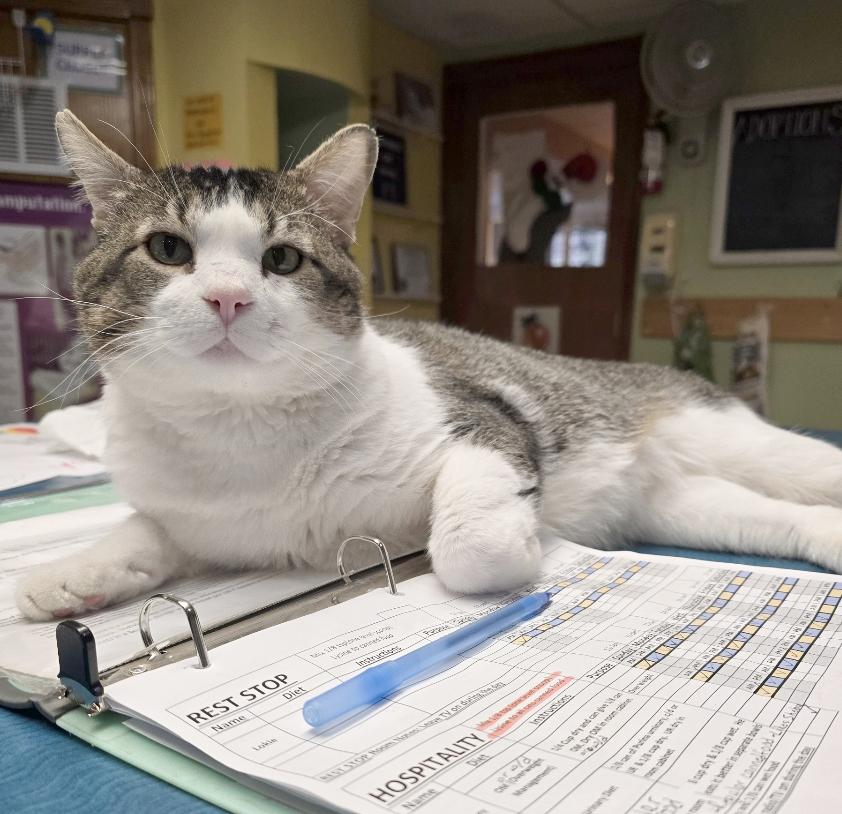 Enlarge Duke, a Adoptable Tabby in Parkville, MO image 5/6