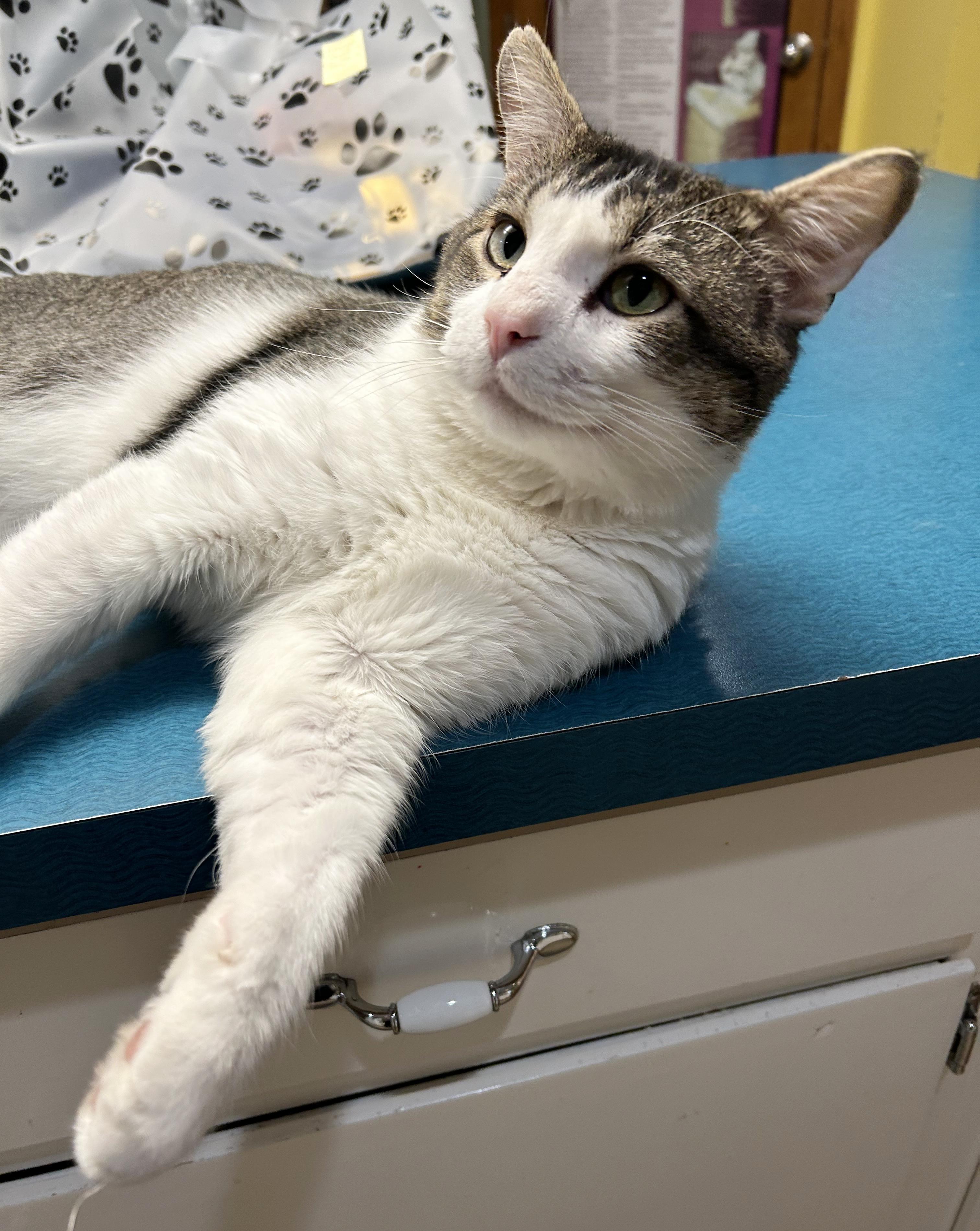 Duke, a Adoptable Tabby in Parkville, MO image 6/6