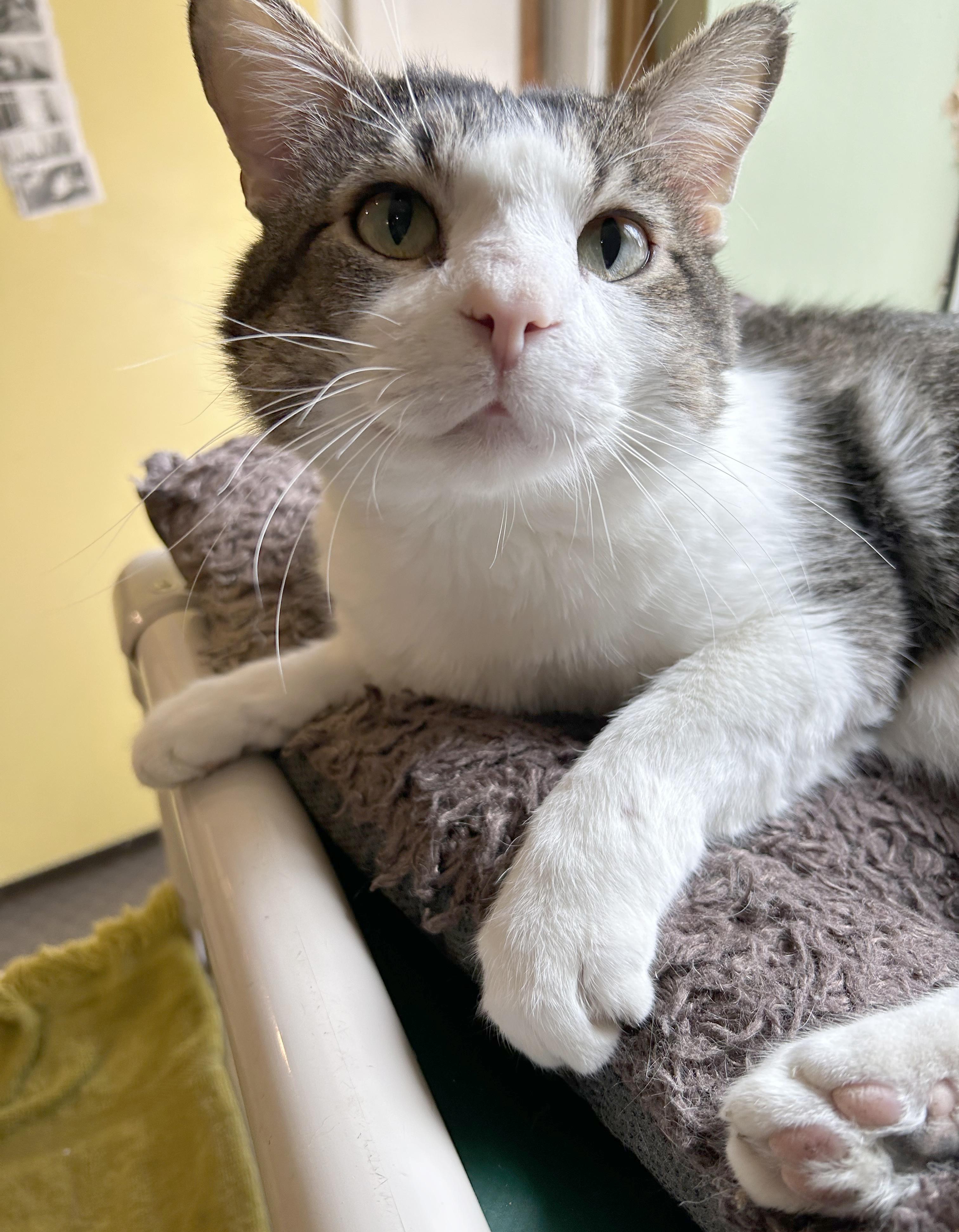 Enlarge Duke, a Adoptable Tabby in Parkville, MO image 1/6