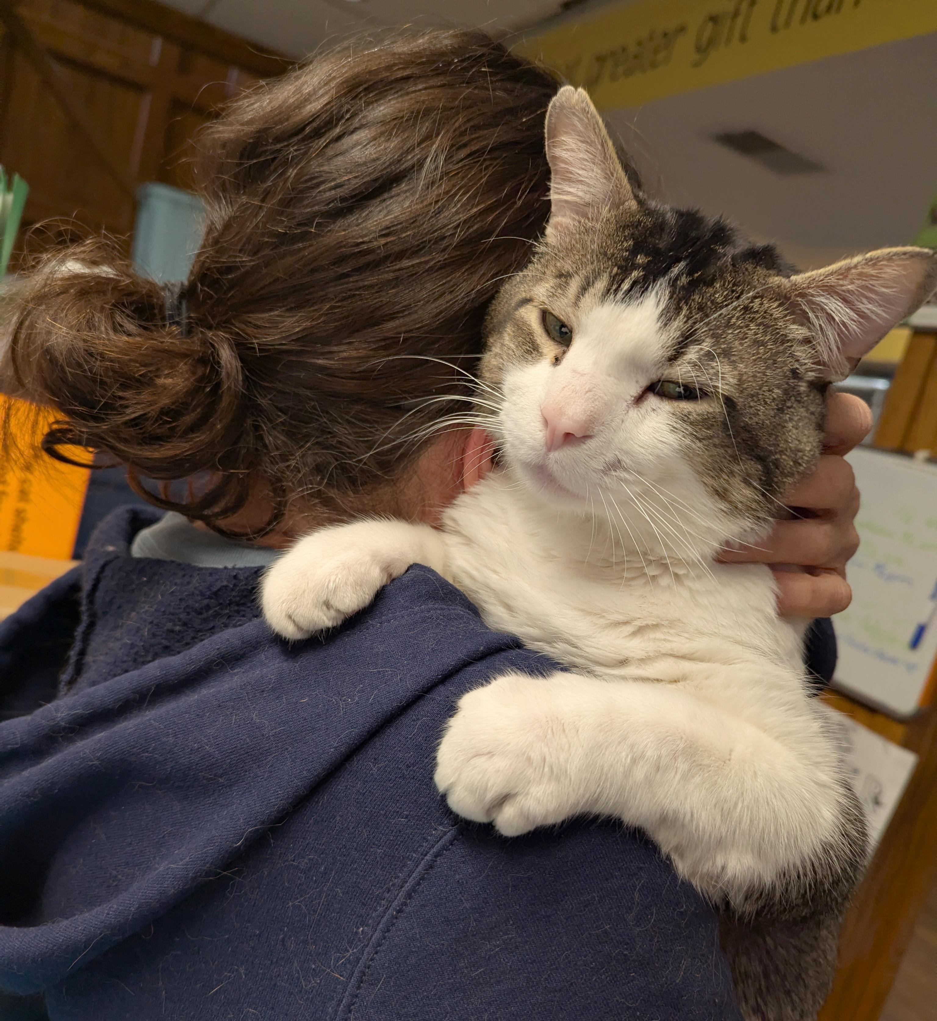 Enlarge Duke, a Adoptable Tabby in Parkville, MO image 3/6
