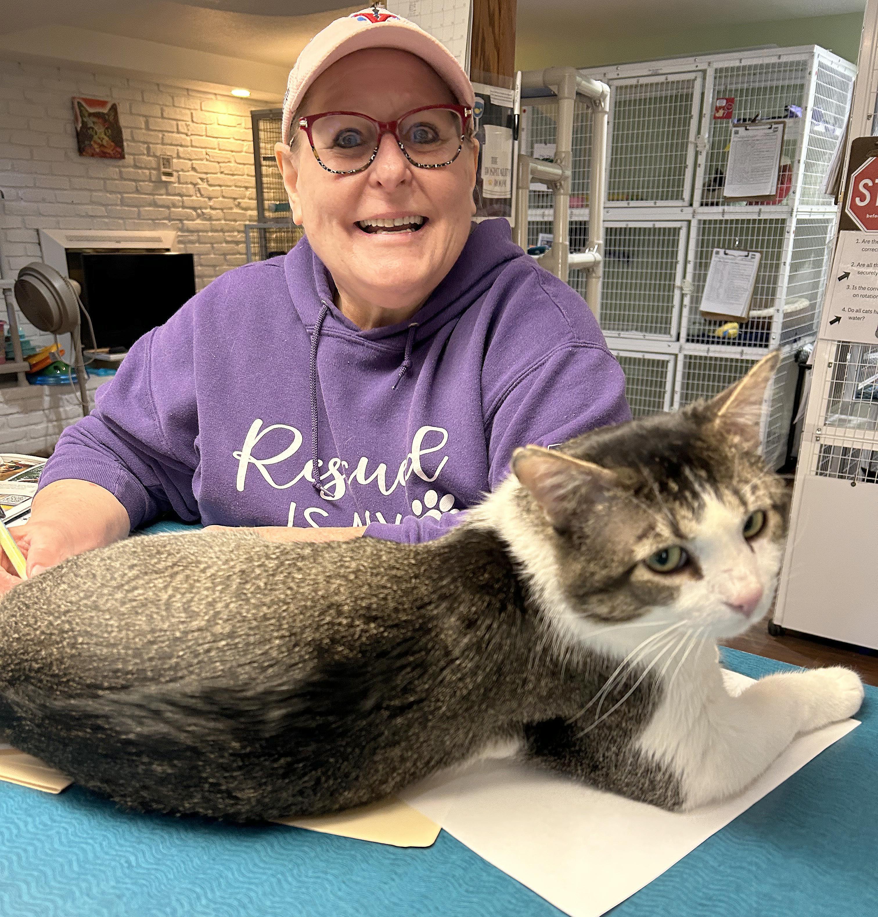 Enlarge Duke, a Adoptable Tabby in Parkville, MO image 6/6