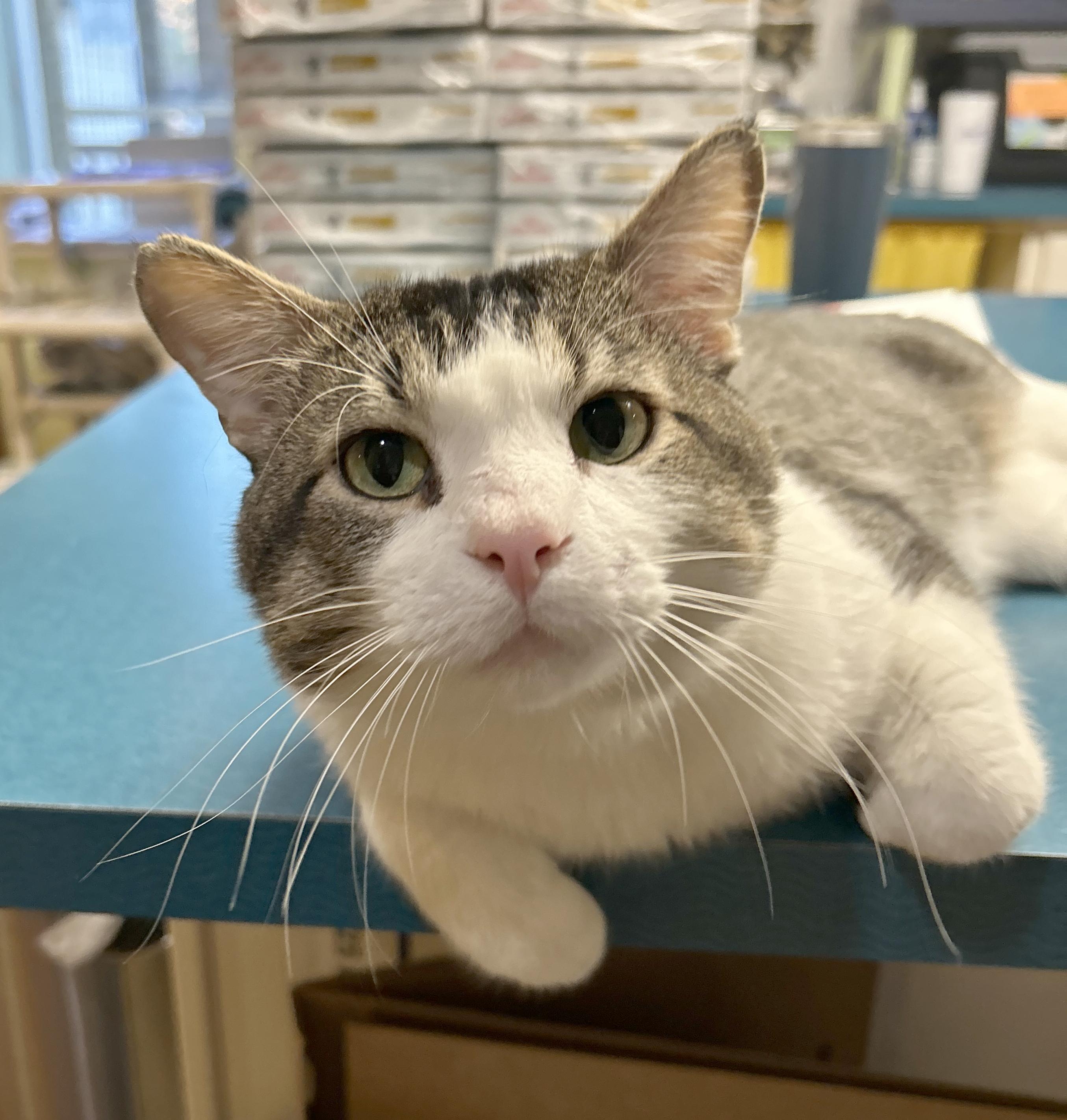 Duke, a Adoptable Tabby in Parkville, MO image 3/6