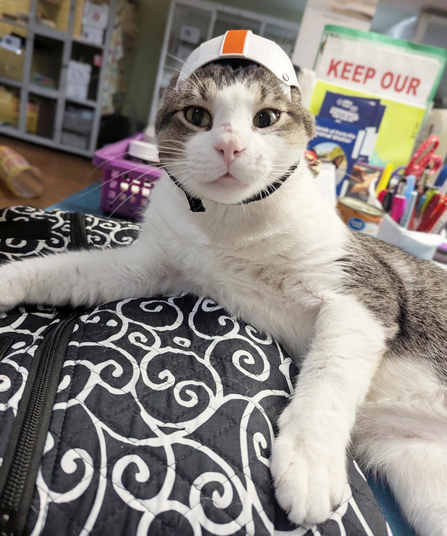 Enlarge Duke, a Adoptable Tabby in Parkville, MO image 4/6