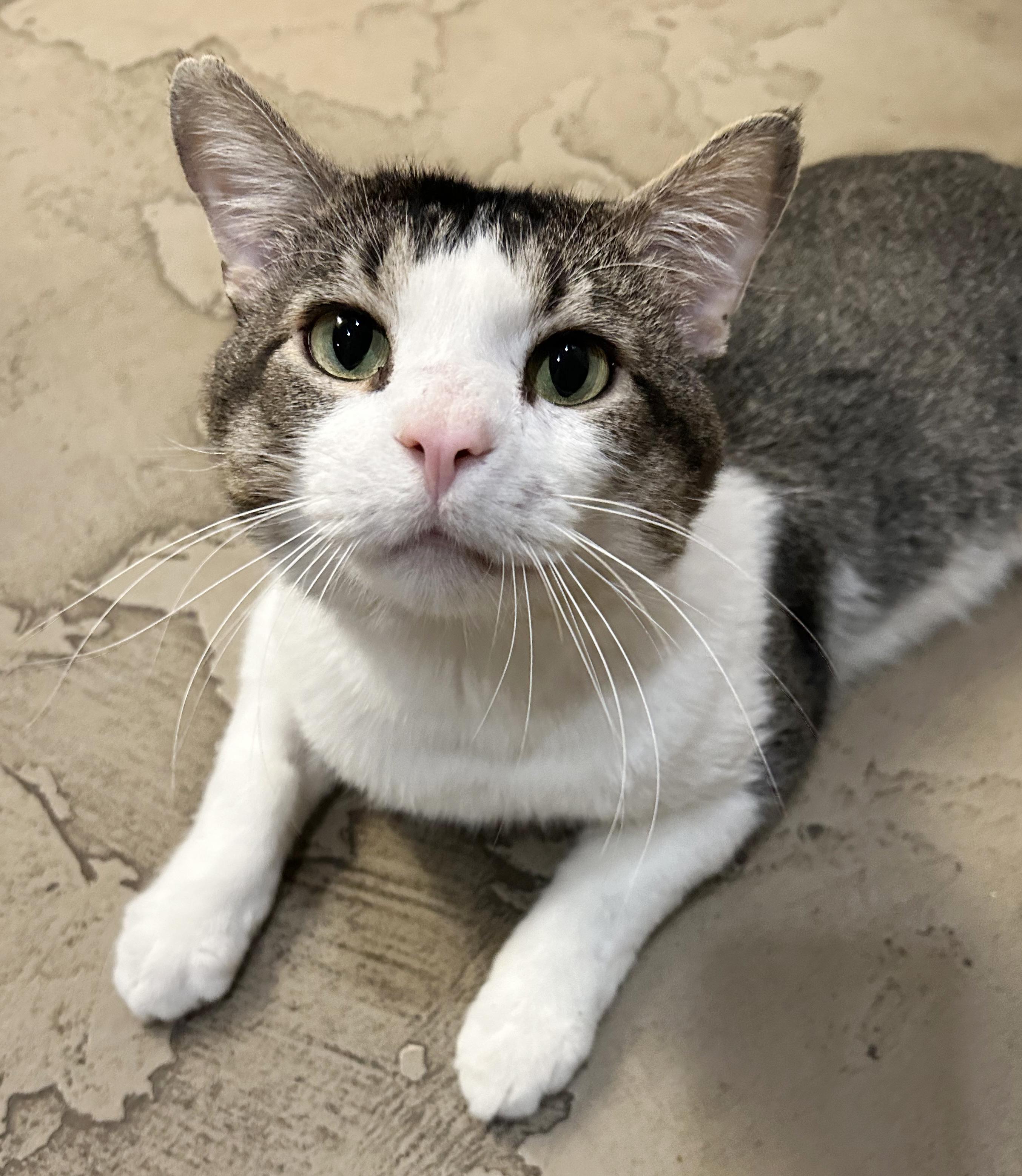 Duke, a Adoptable Tabby in Parkville, MO image 2/6