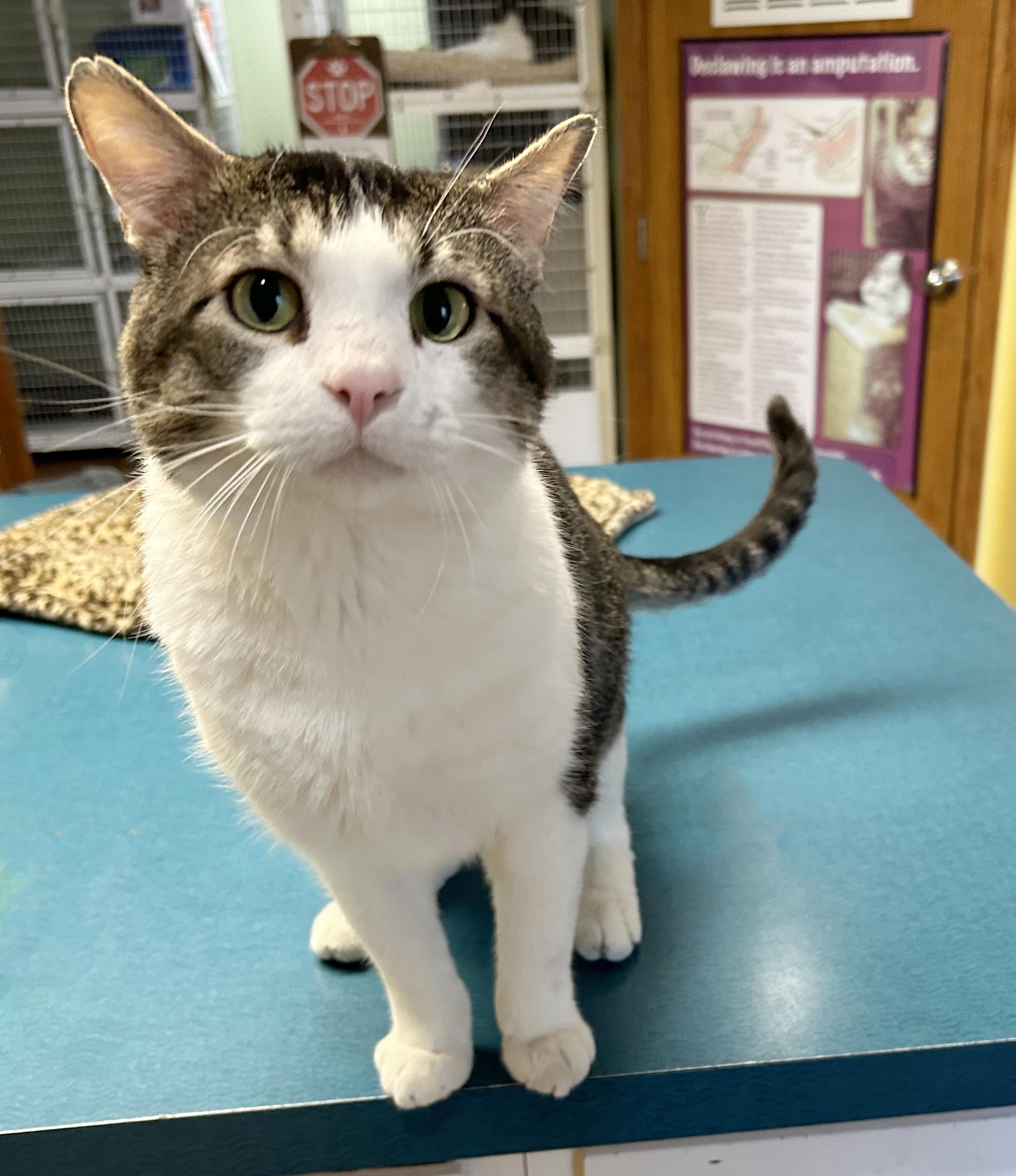 Duke, Adoptable, Adult Male Tabby.