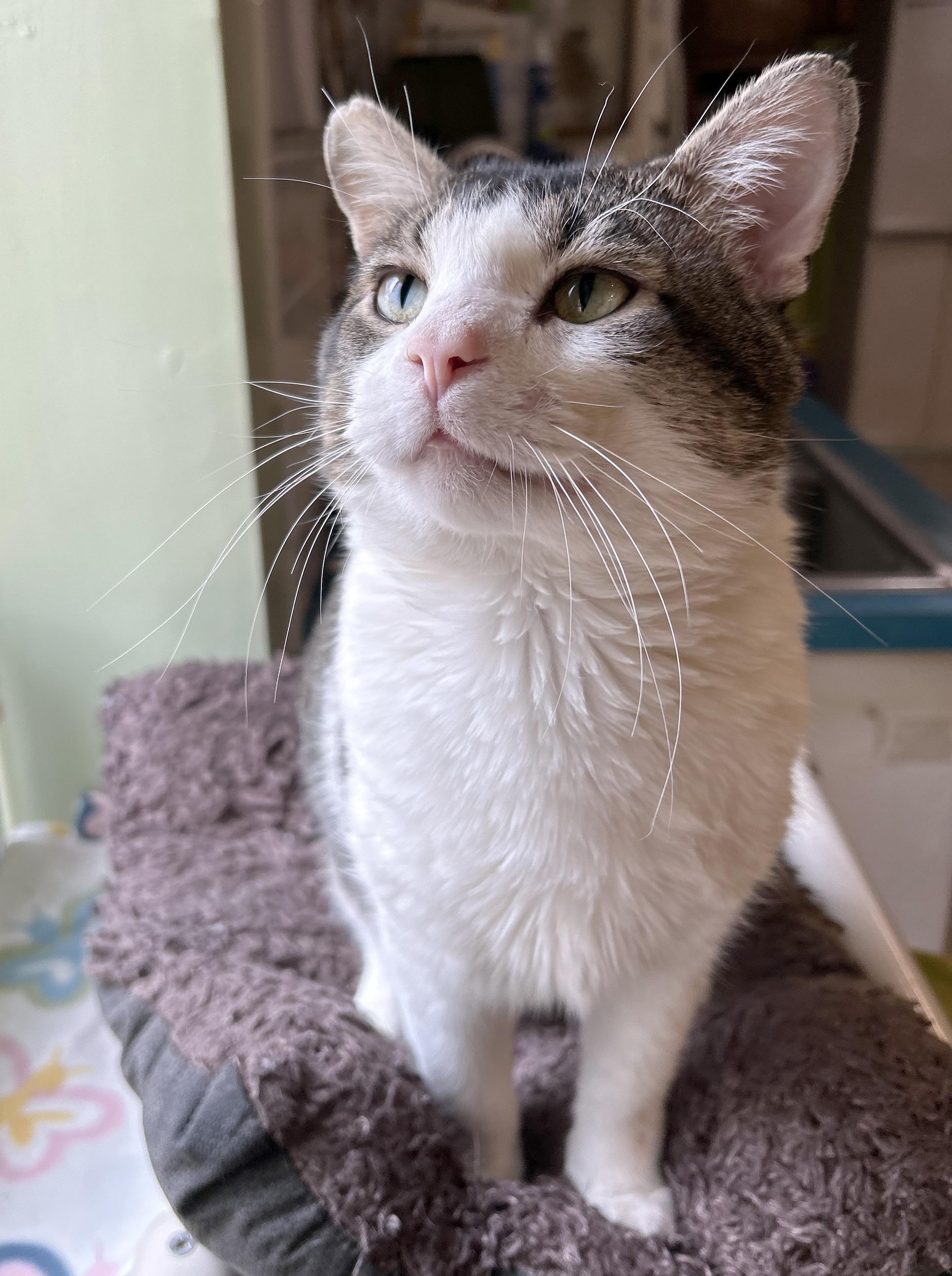 Enlarge Duke, a Adoptable Tabby in Parkville, MO image 2/6