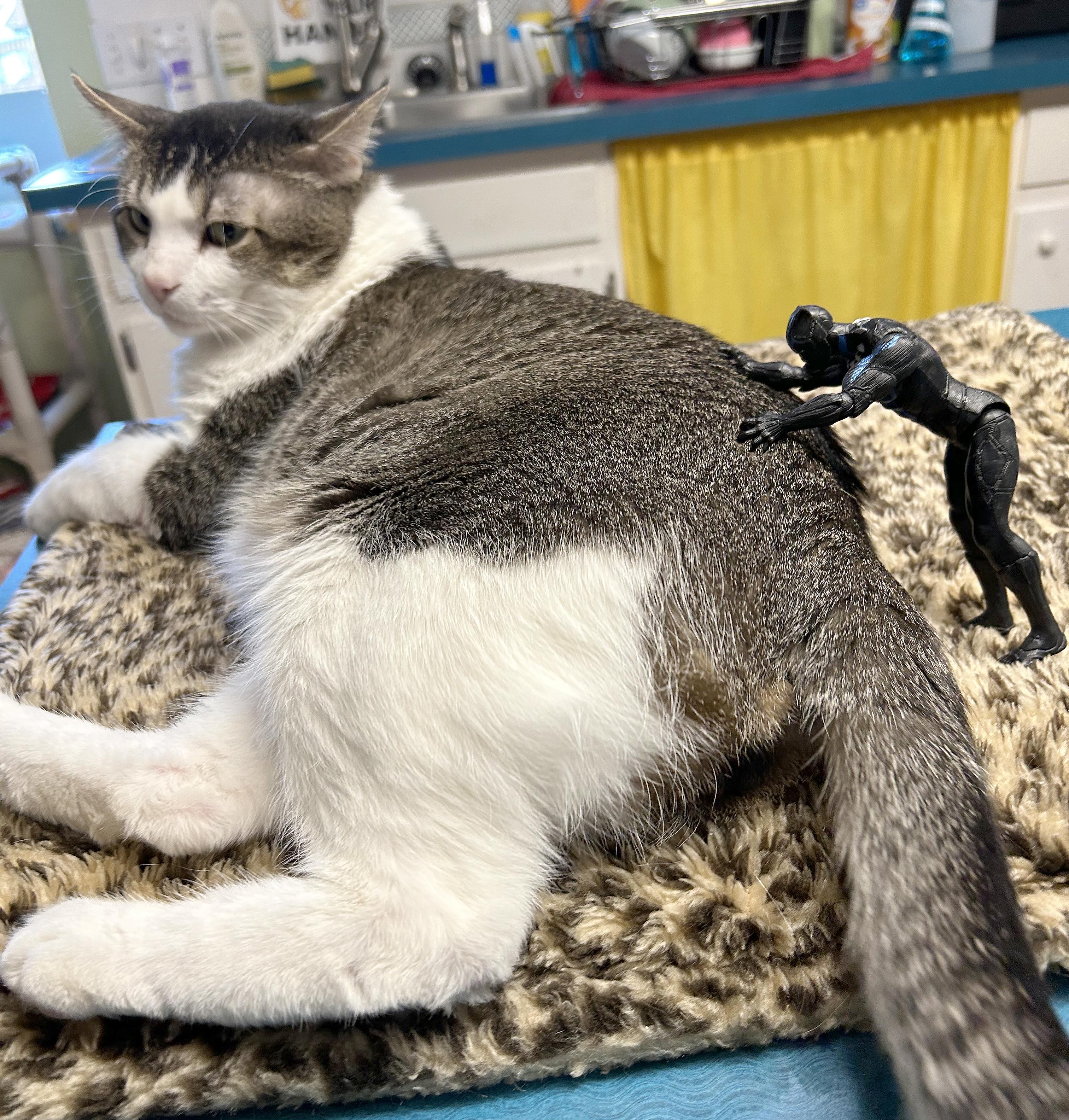 Enlarge Duke, a Adoptable Tabby in Parkville, MO image 2/6