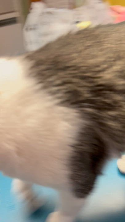 Enlarge Duke, a Adoptable Tabby in Parkville, MO video 5/6