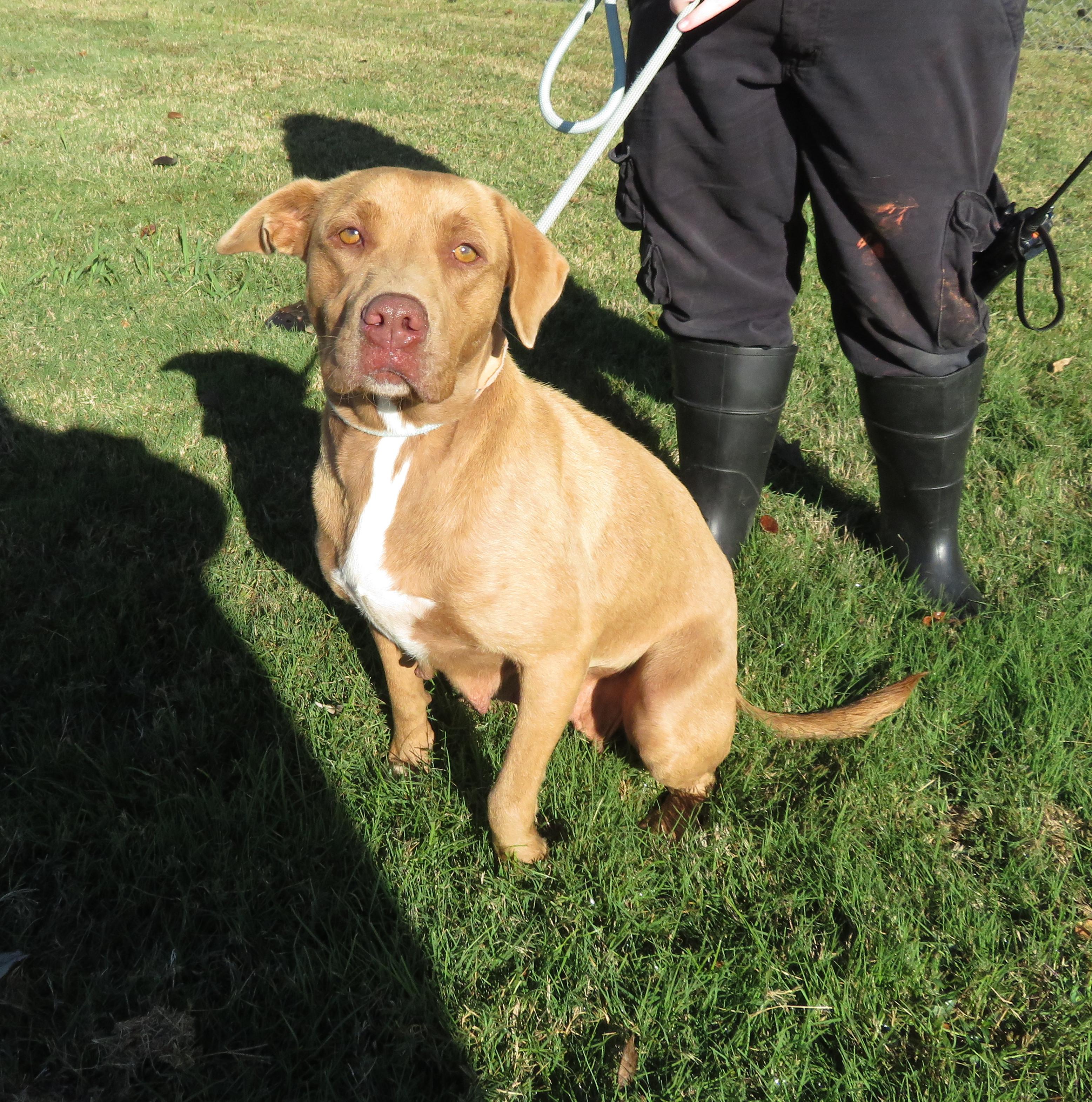 Marley, a Adoptable mixed breed in Nesbit, MS image 1/3
