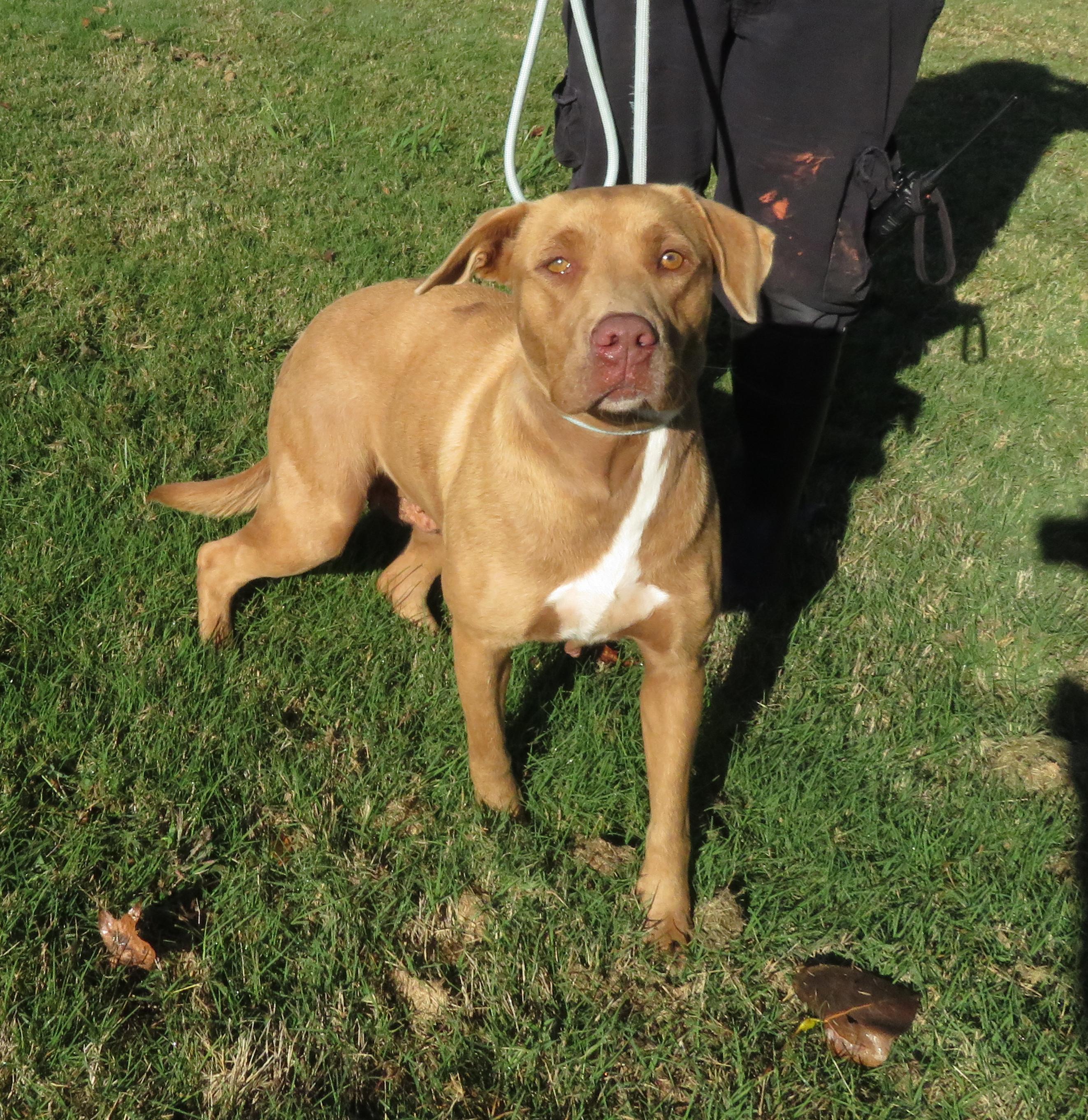 Marley, Adoptable, Adult Female Labrador Retriever.