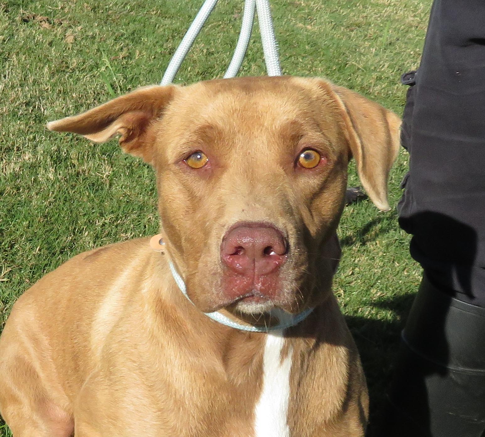 Marley, a Adoptable mixed breed in Nesbit, MS image 3/3