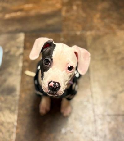 Polly Pocket, ADOPTABLE, Puppy Female Pit Bull Terrier.