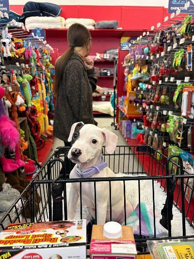 Enlarge Polly Pocket, a ADOPTABLE mixed breed in Fort Wayne, IN image 2/2