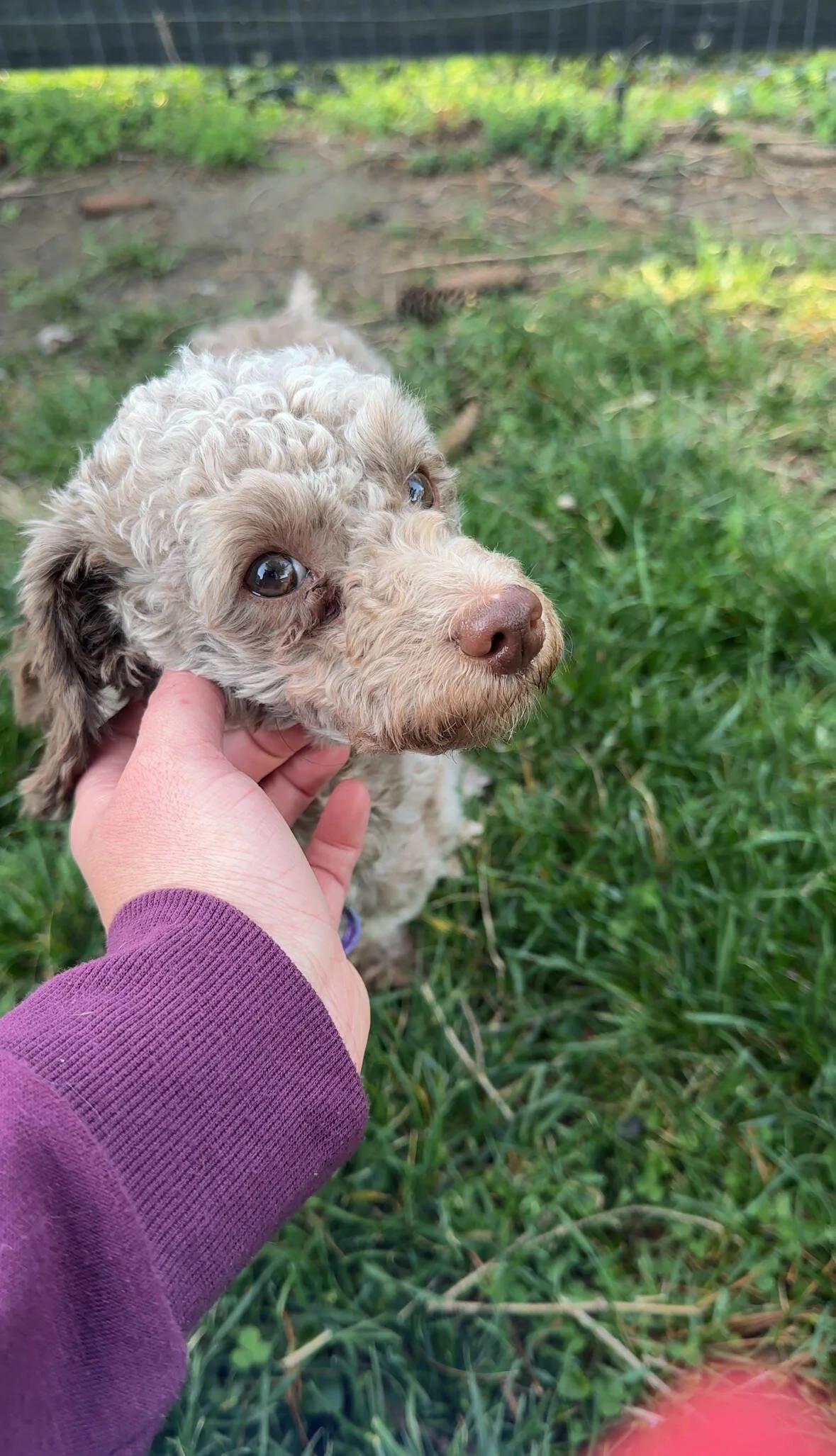 Benjamin, Adopted, Young Male Miniature Poodle.