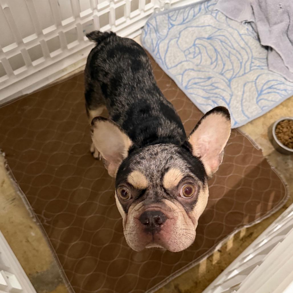 Beau, Adoptable, Adult Male French Bulldog.