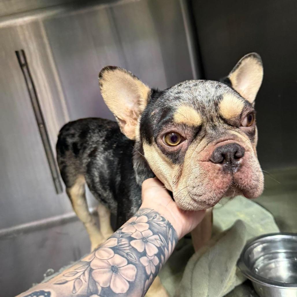 Enlarge Beau, a Adoptable French Bulldog in Montgomery, TX image 2/4