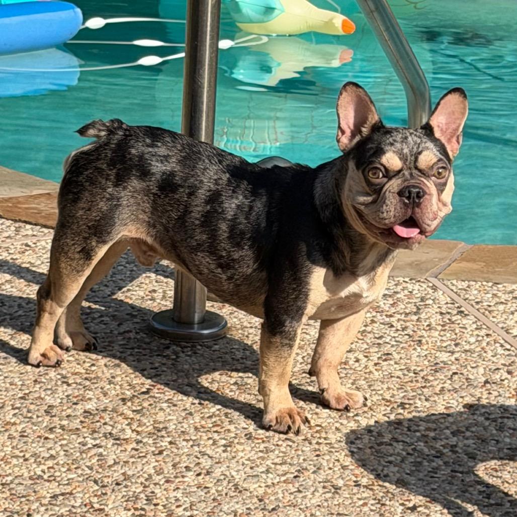 Enlarge Beau, a Adoptable French Bulldog in Montgomery, TX image 3/4