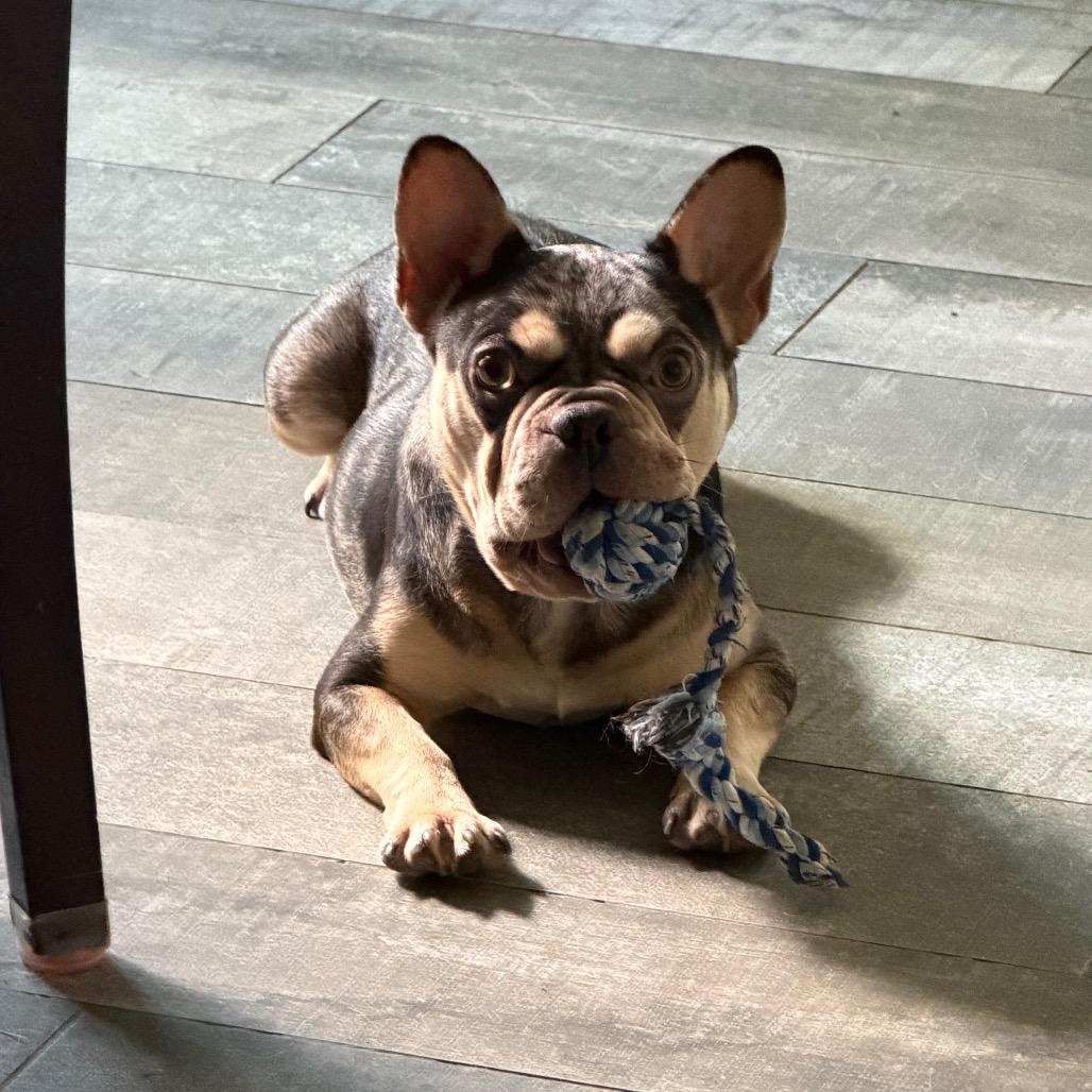 Enlarge Beau, a Adoptable French Bulldog in Montgomery, TX image 4/4