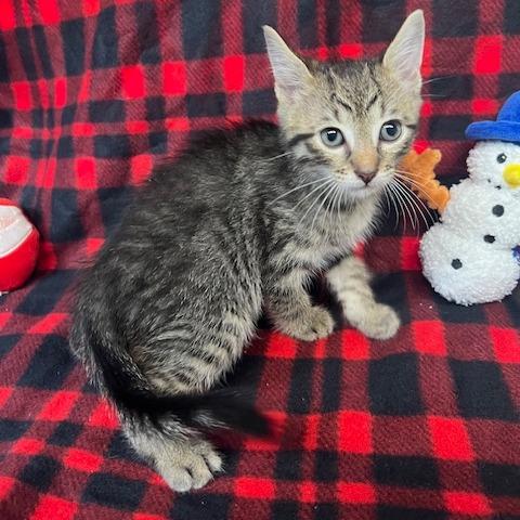 Black Sabbath, Adoptable, Kitten Male Domestic Short Hair.