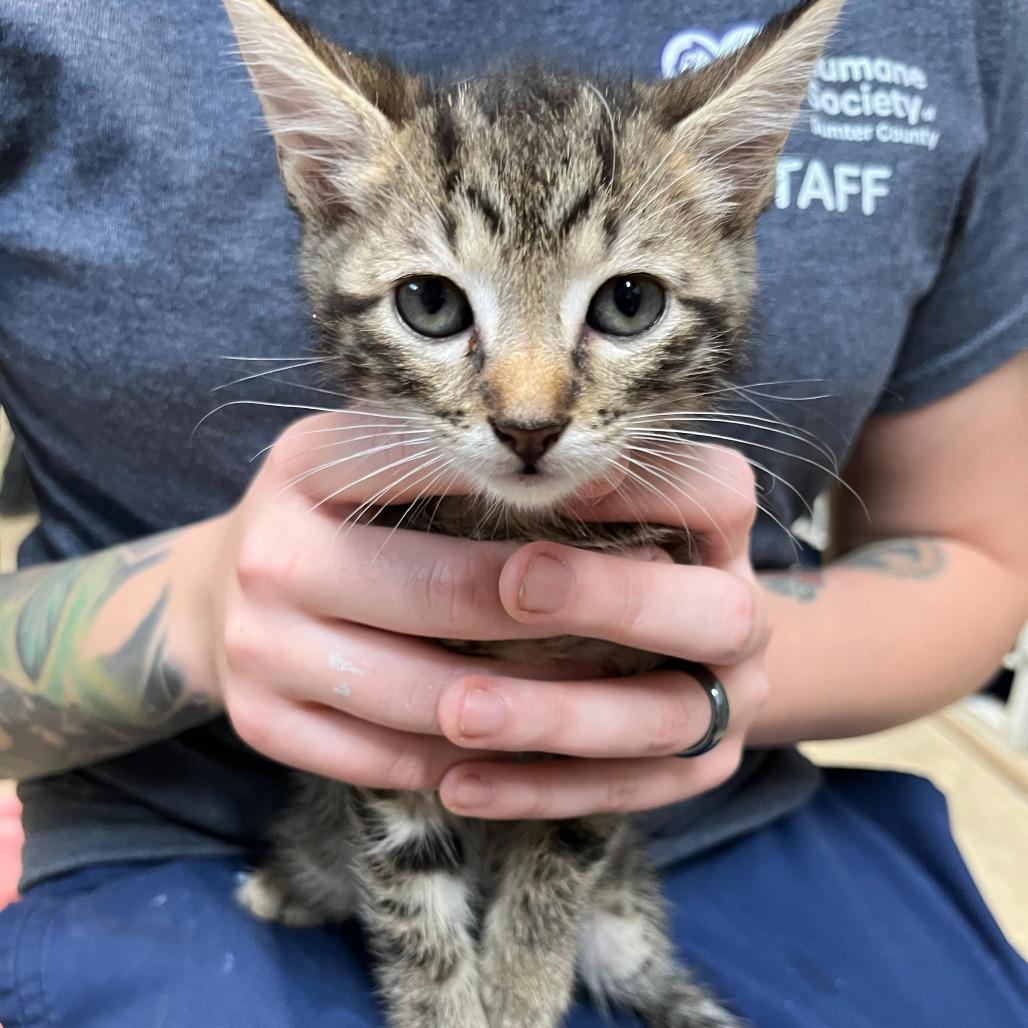 Enlarge Black Sabbath, a Adoptable Domestic Short Hair in Lake Panasoffkee, FL image 2/2