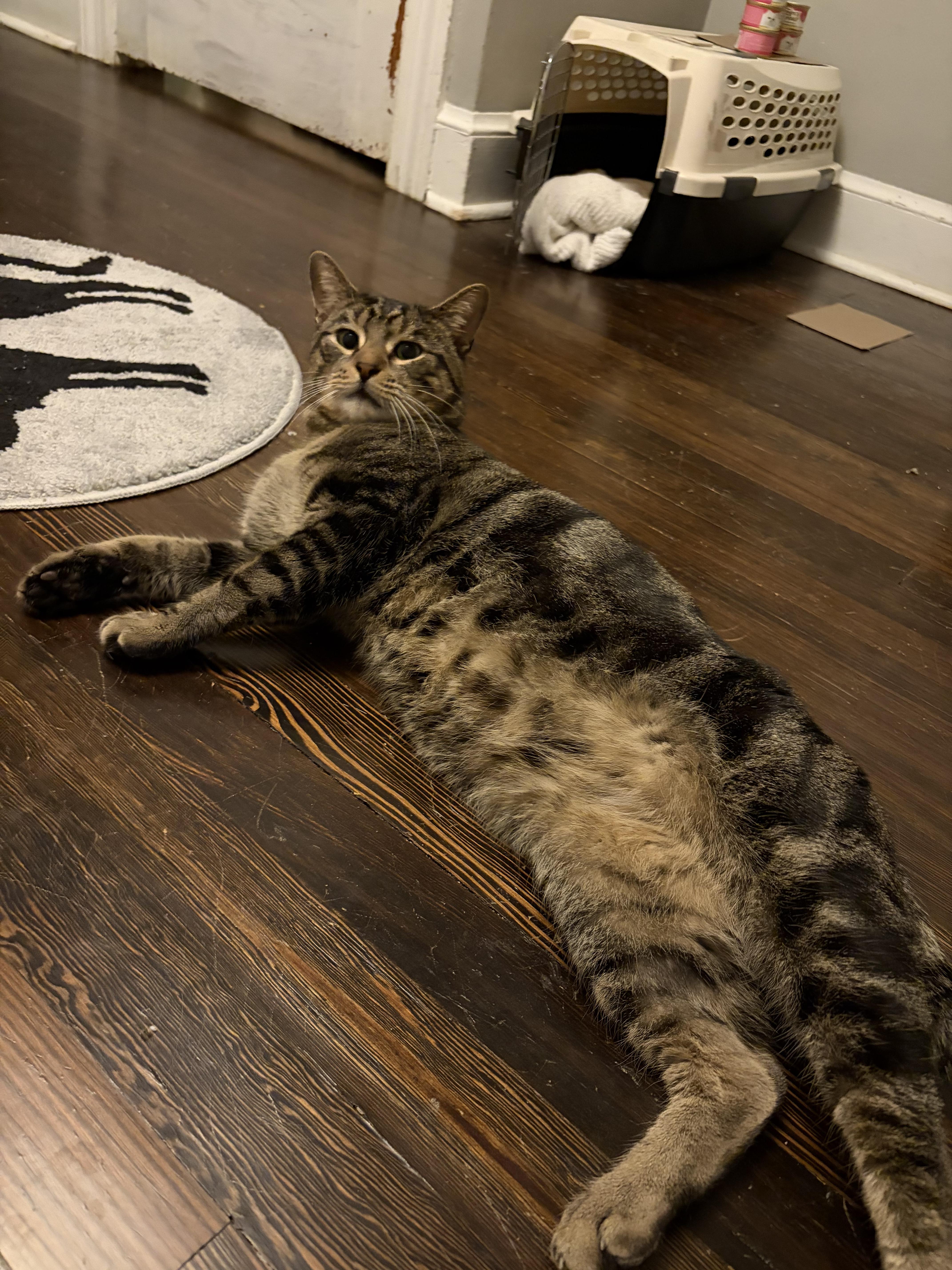 Enlarge Buddy, an adopted Domestic Short Hair in New Haven, CT image 2/2