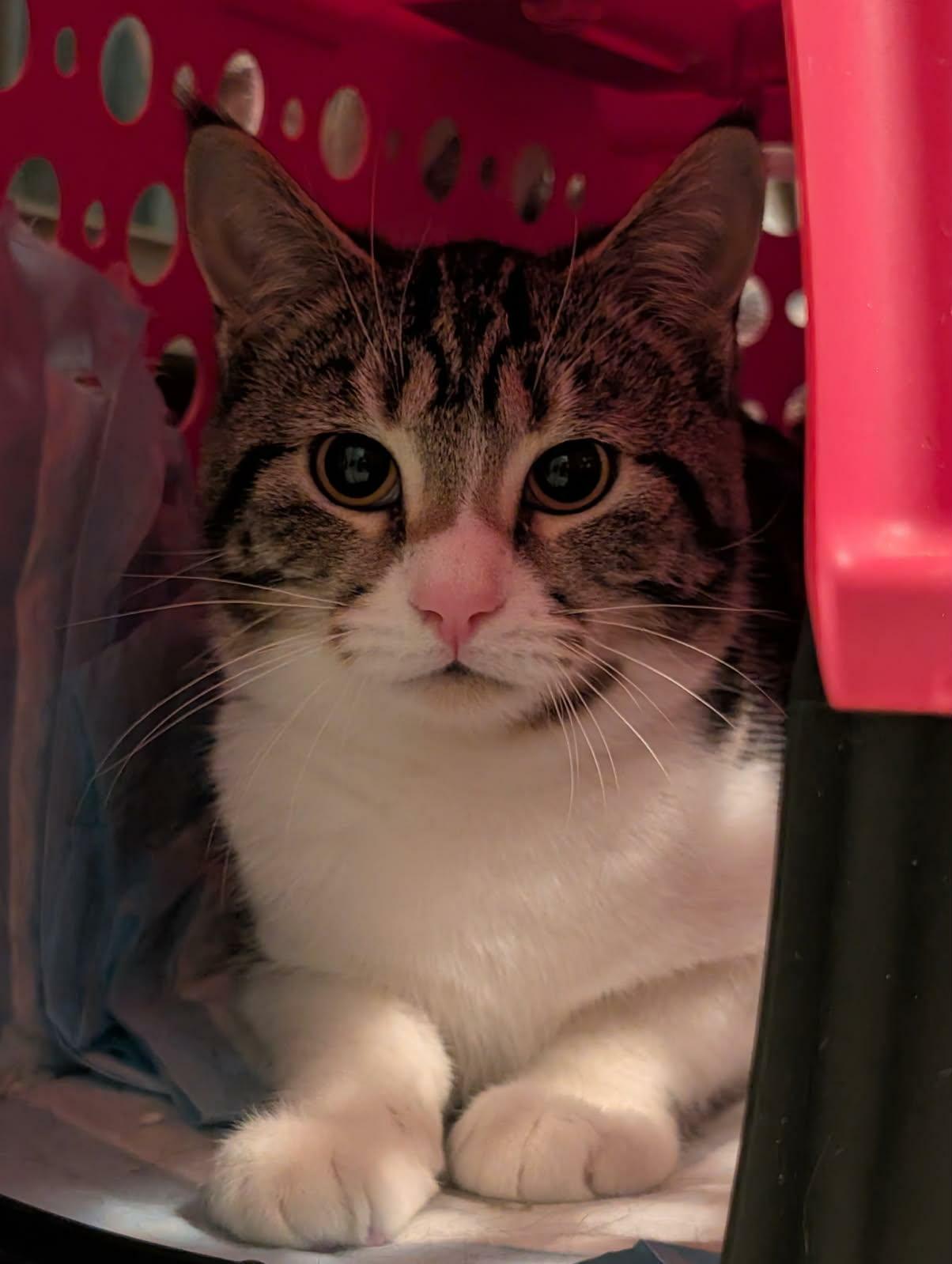 Enlarge Koshi, a Adoptable Domestic Short Hair in Roslindale, MA image 1/4