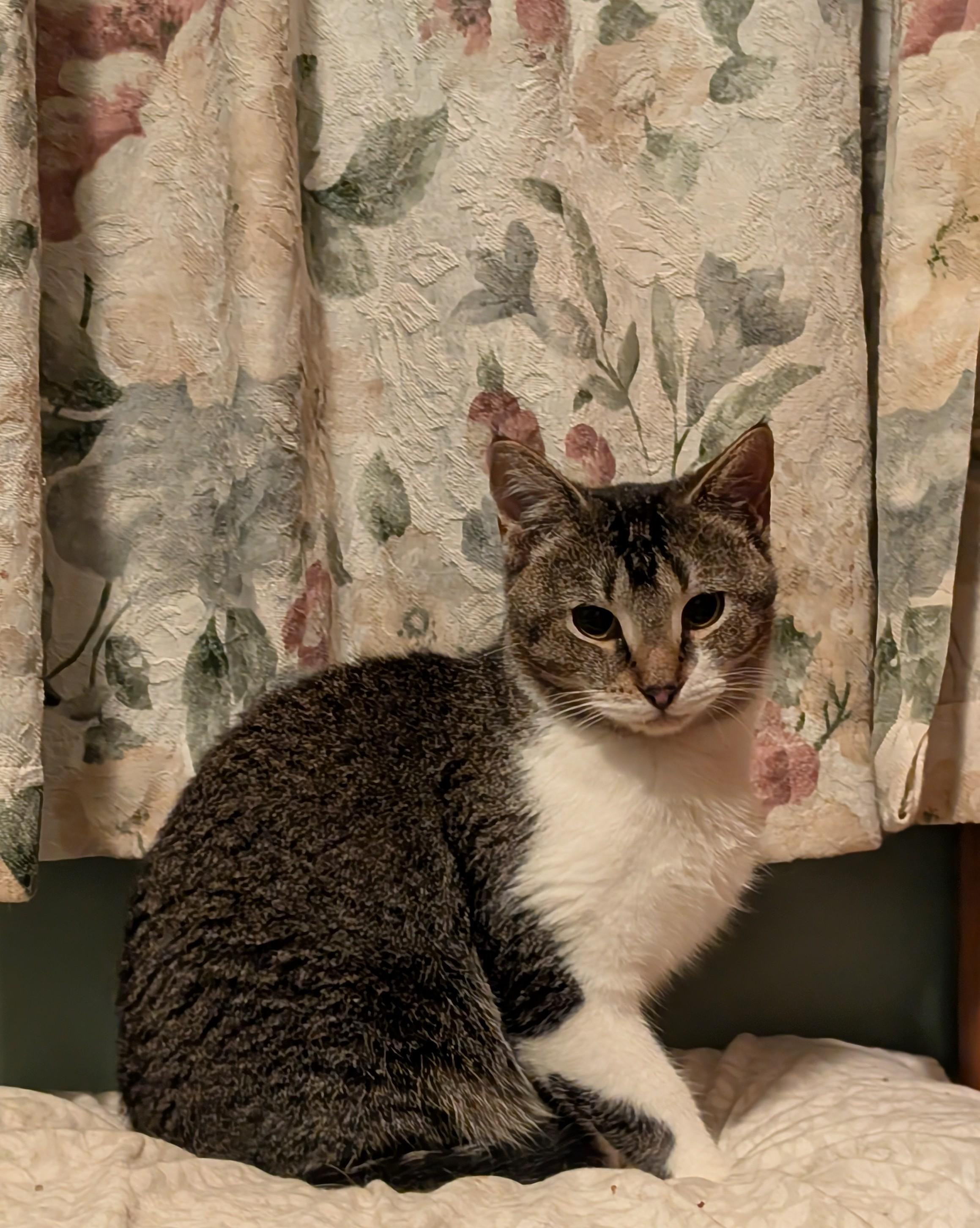 Enlarge Koshi, a Adoptable Domestic Short Hair in Roslindale, MA image 4/4