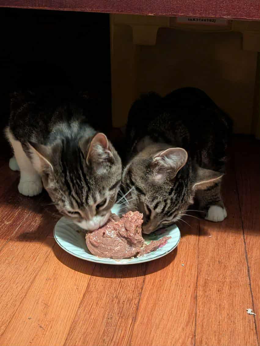 Enlarge Koshi, a Adoptable Domestic Short Hair in Roslindale, MA image 2/4