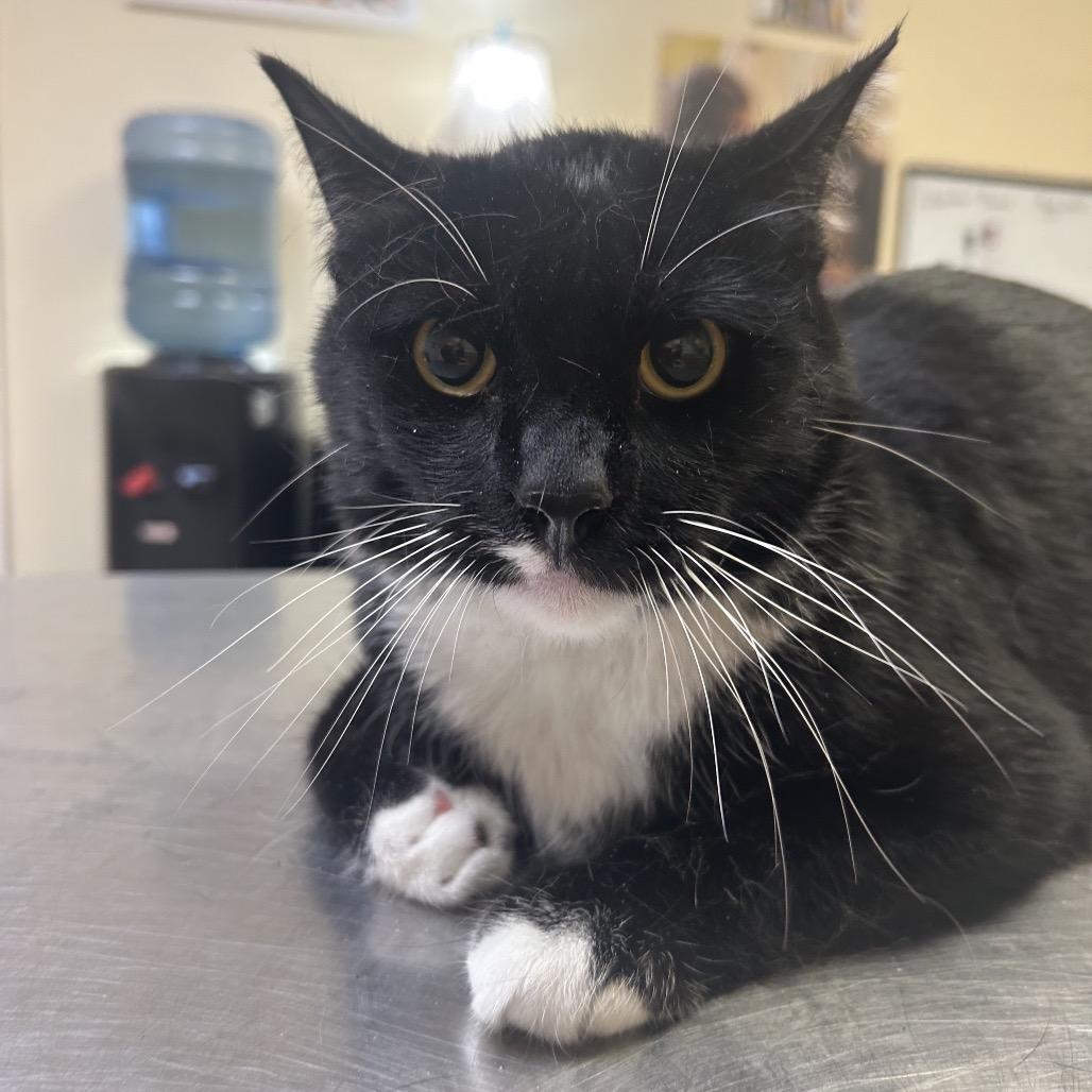 Enlarge Stretch, a Adoptable Domestic Short Hair in Monroe, LA image 1/1