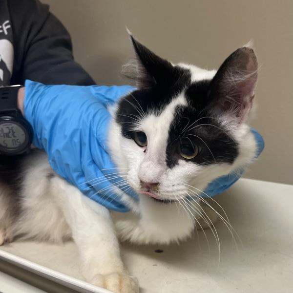 Enlarge Cyndee Pokorny (mcas), a Adoptable mixed breed in Troutdale, OR image 1/1