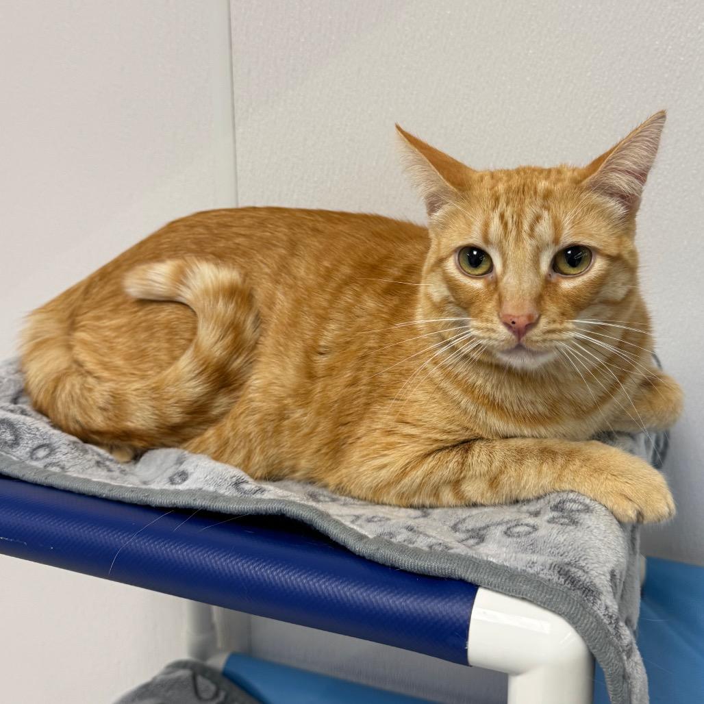 Enlarge Waffles, a Adoptable Domestic Short Hair in Sunnyvale, CA image 1/3