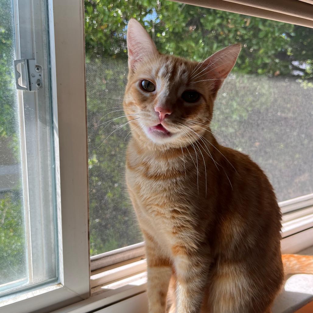 Enlarge Waffles, a Adoptable Domestic Short Hair in Sunnyvale, CA image 2/3