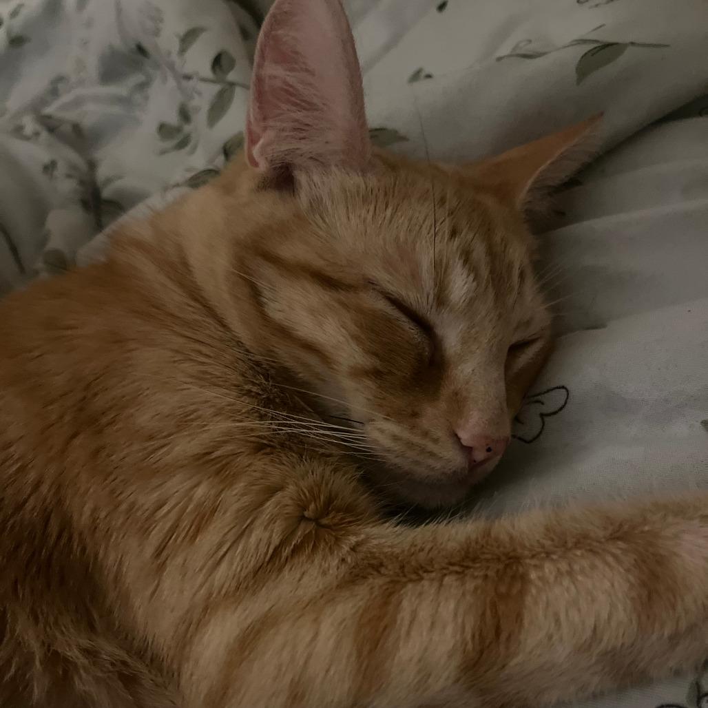 Enlarge Waffles, a Adoptable Domestic Short Hair in Sunnyvale, CA image 3/3