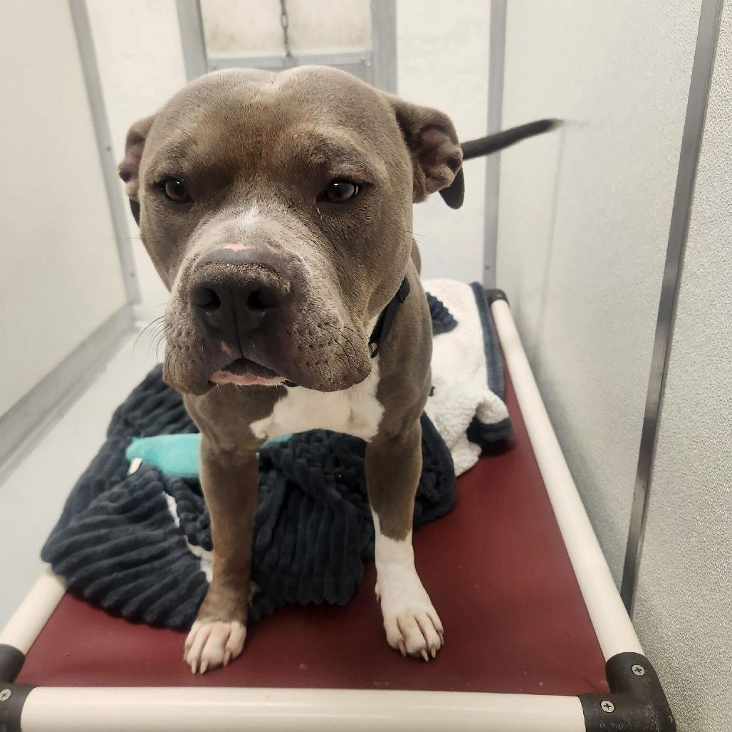 Rex, Adoptable, Adult Male Pit Bull Terrier.