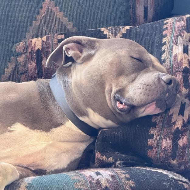 Enlarge Rex, a Adoptable Pit Bull Terrier in Driggs, ID image 2/3