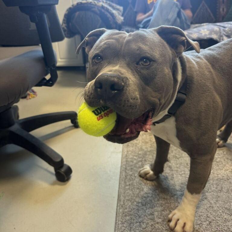 Enlarge Rex, a Adoptable Pit Bull Terrier in Driggs, ID image 3/3