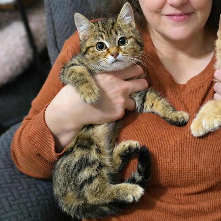 Lydia, Adoptable, Kitten Female Tabby.