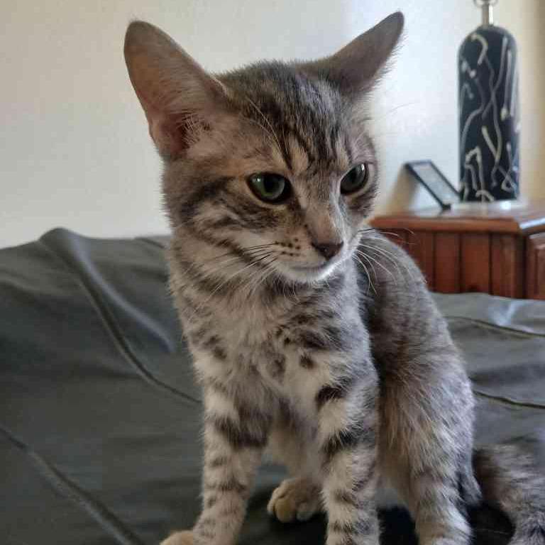 Rose, Adoptable, Kitten Female Domestic Short Hair.